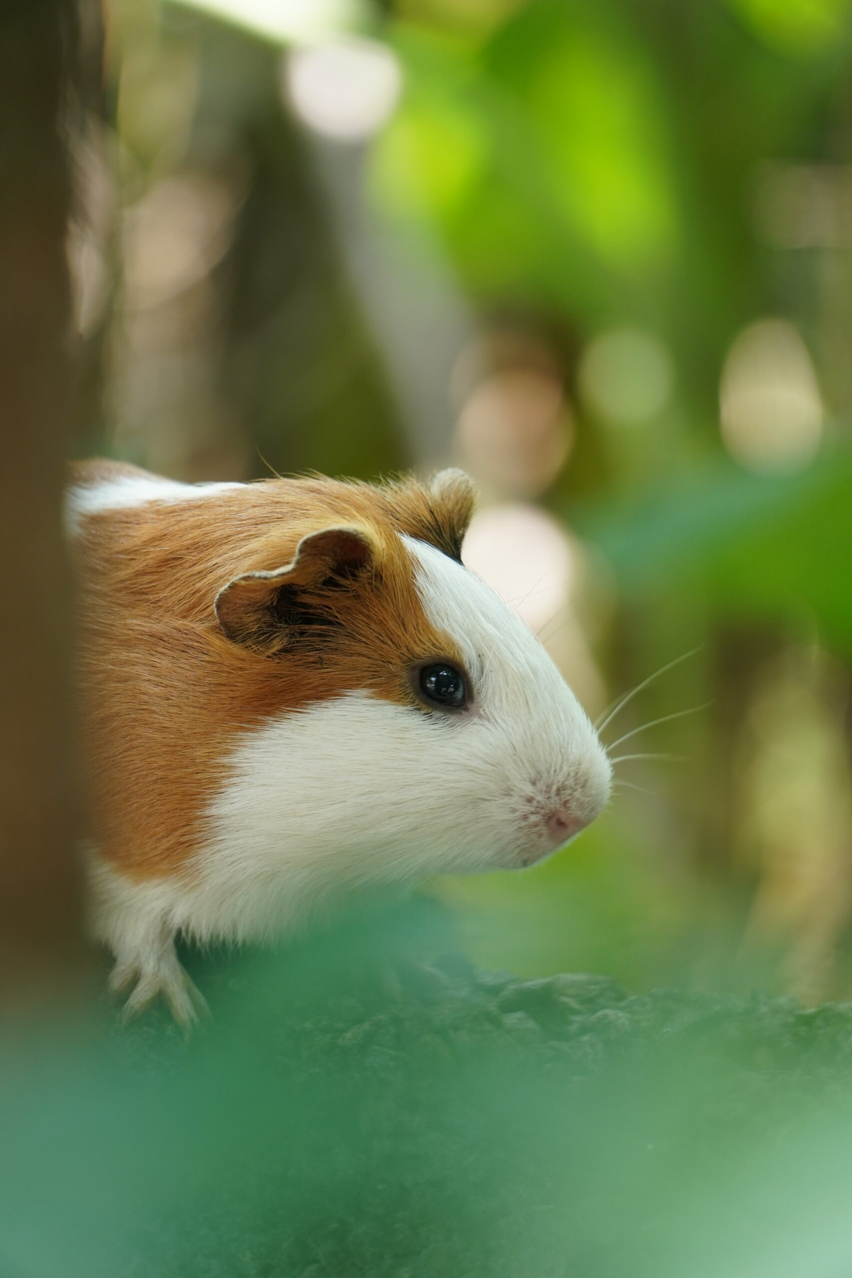 Wakey Wakey: How to Get Your Hamster Moving During the Day?