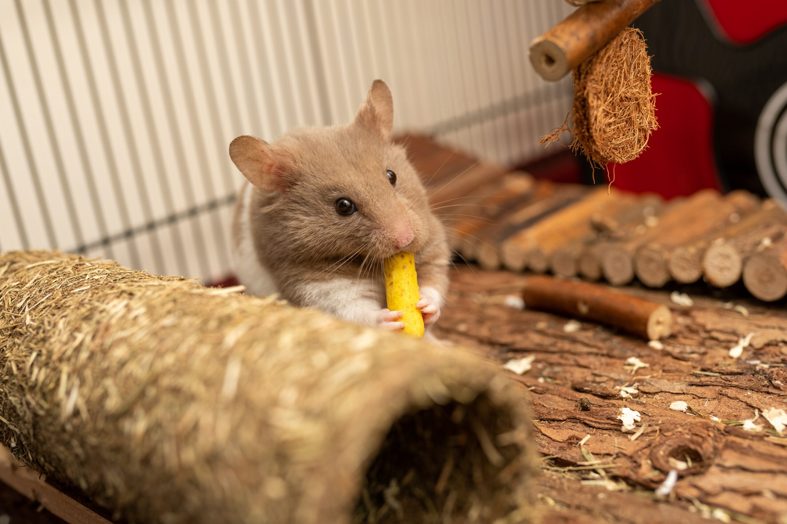 How long should hamsters be out of their cage a day?