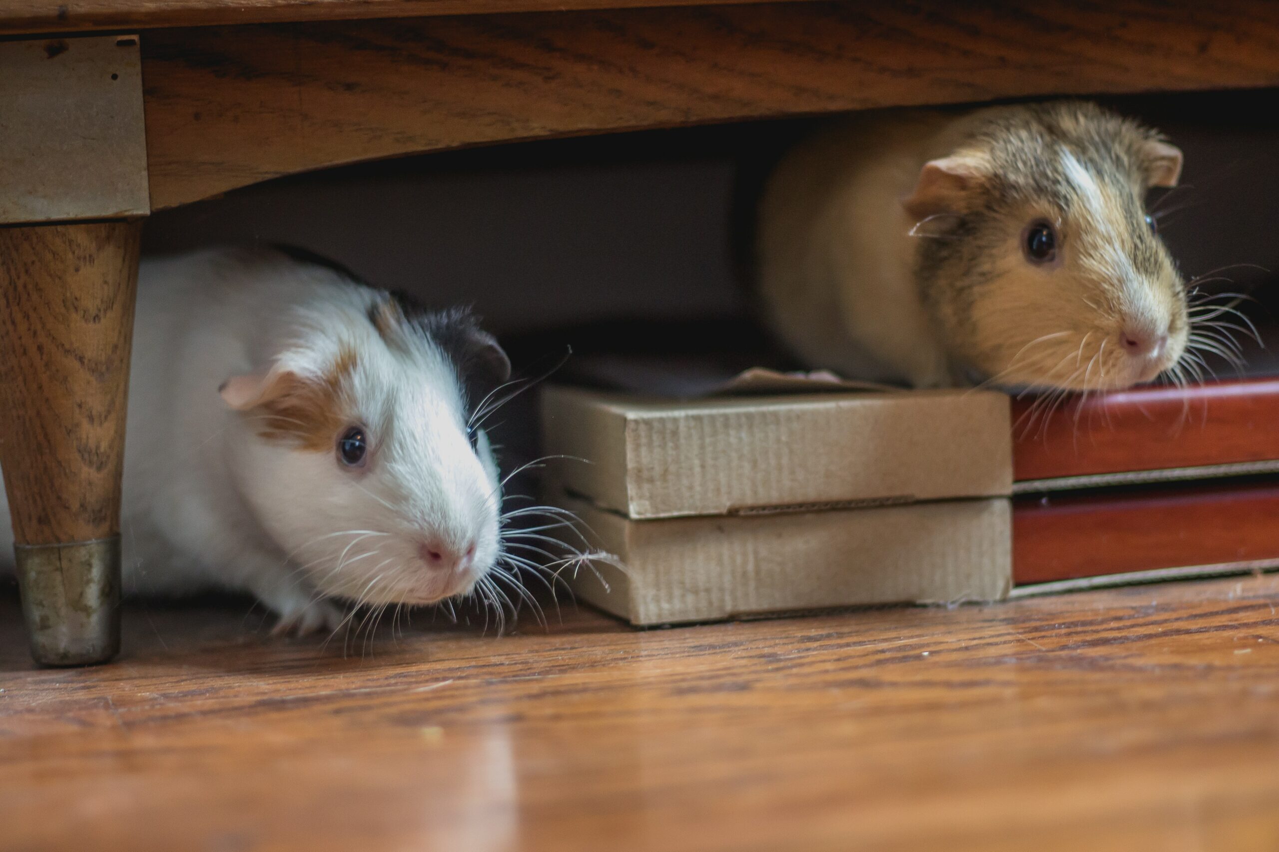 Do Hamsters die of depression?
