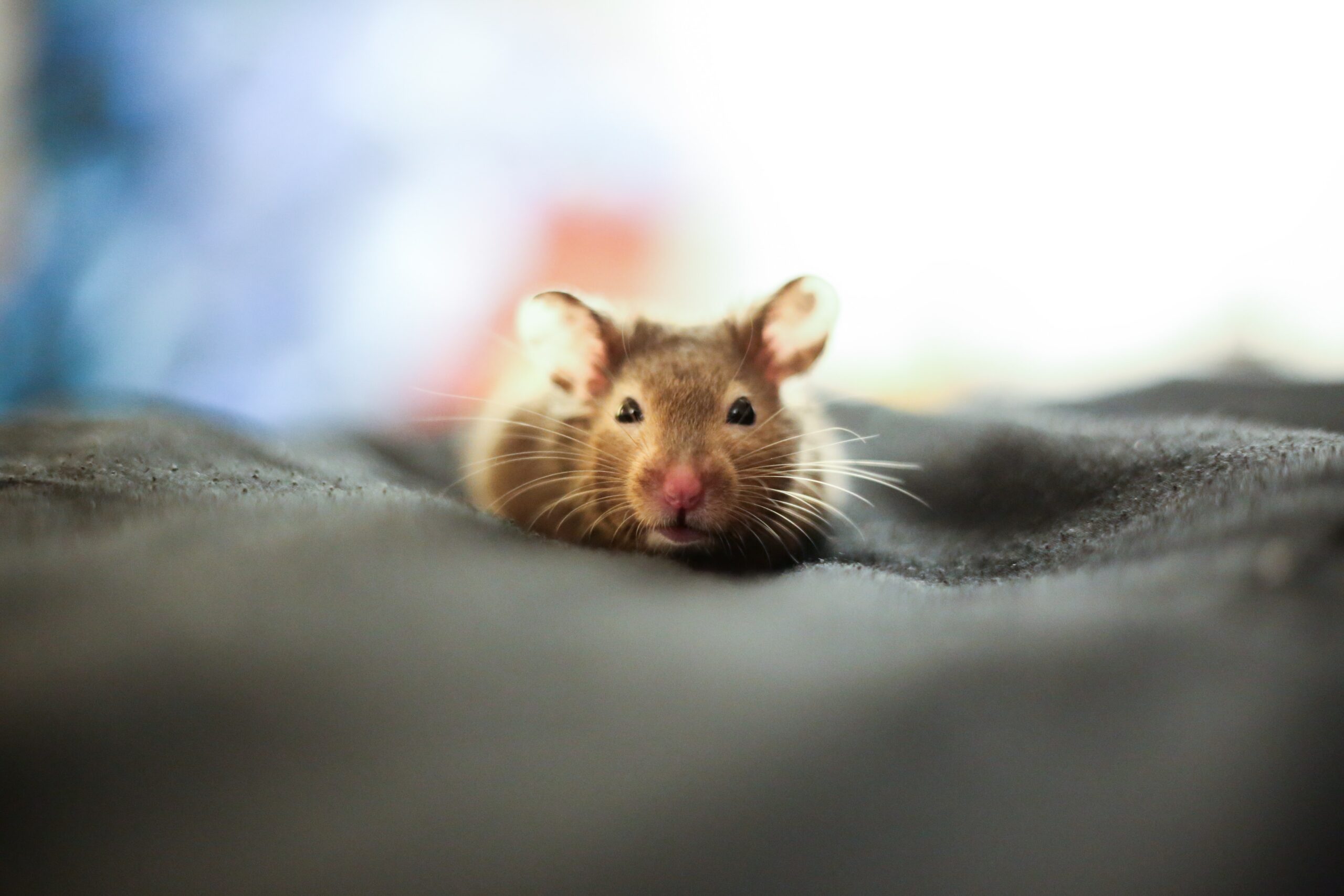 Do Hamsters Get Jealous?