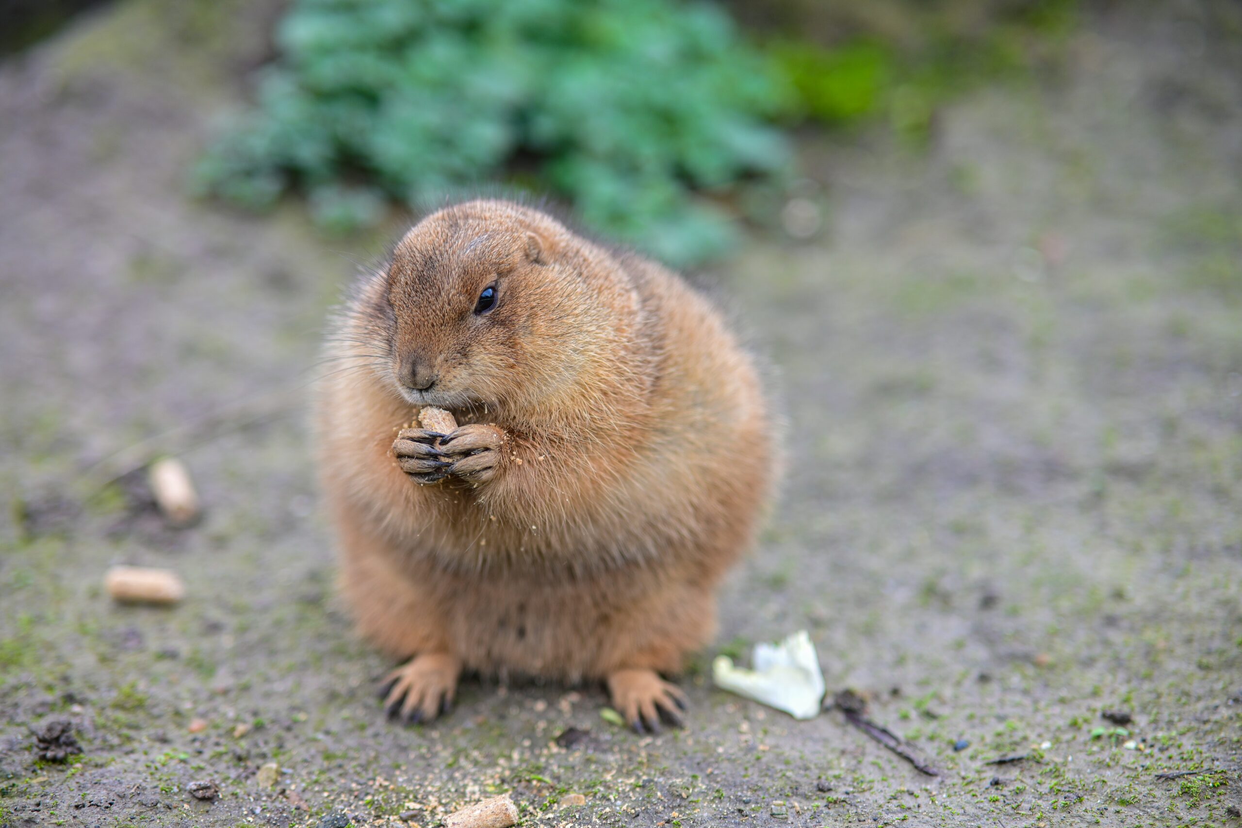 Hamster Teeth: Can They Break?