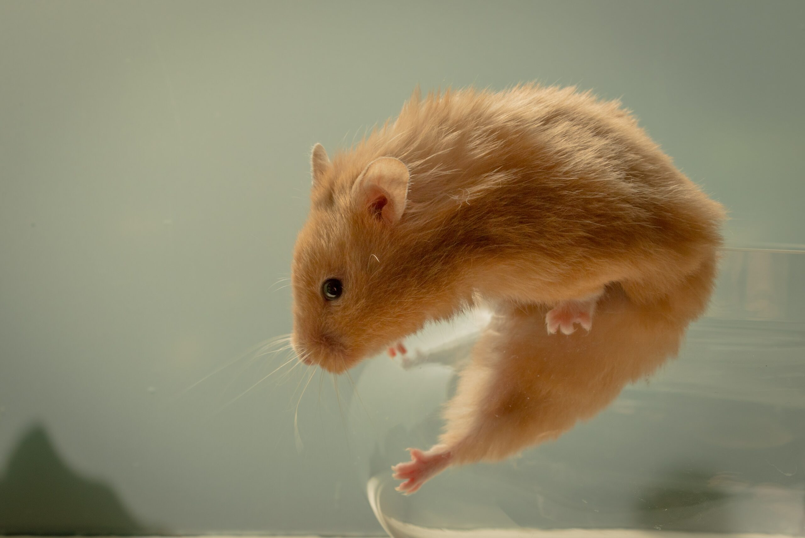 Can Hamsters Eat Jalapenos?