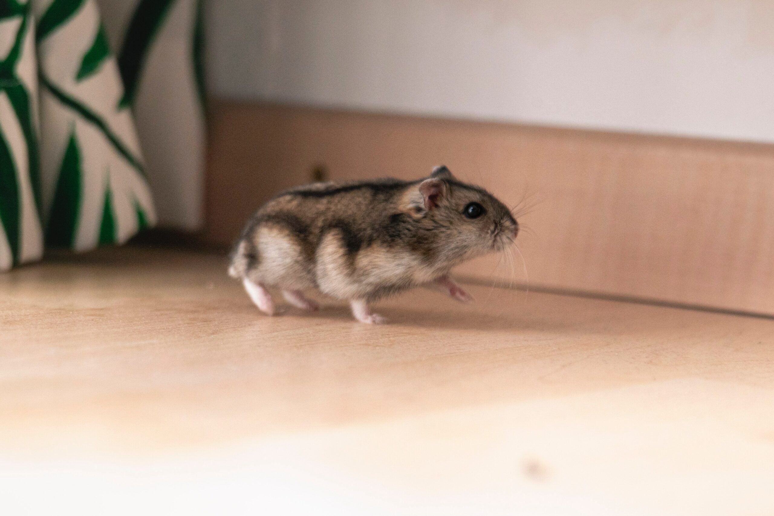 Hamster Hustle: Getting Your Furry Friend Fit
