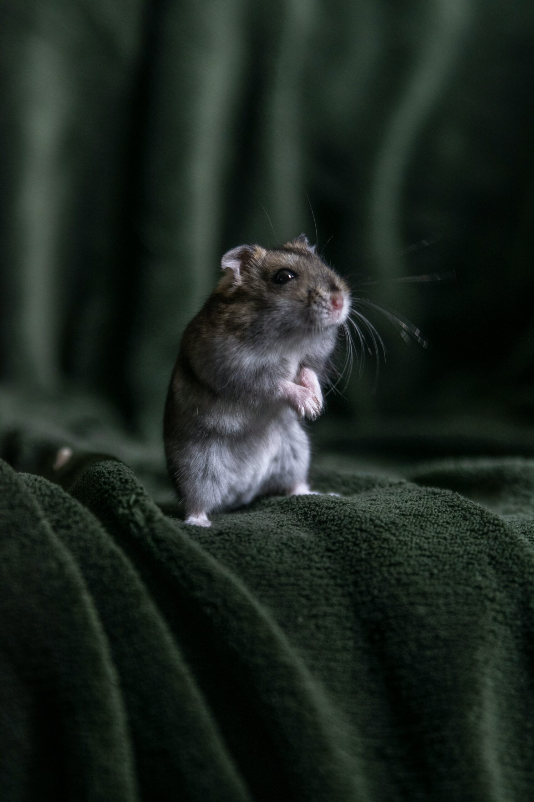 Can you hold hamsters by their skin?