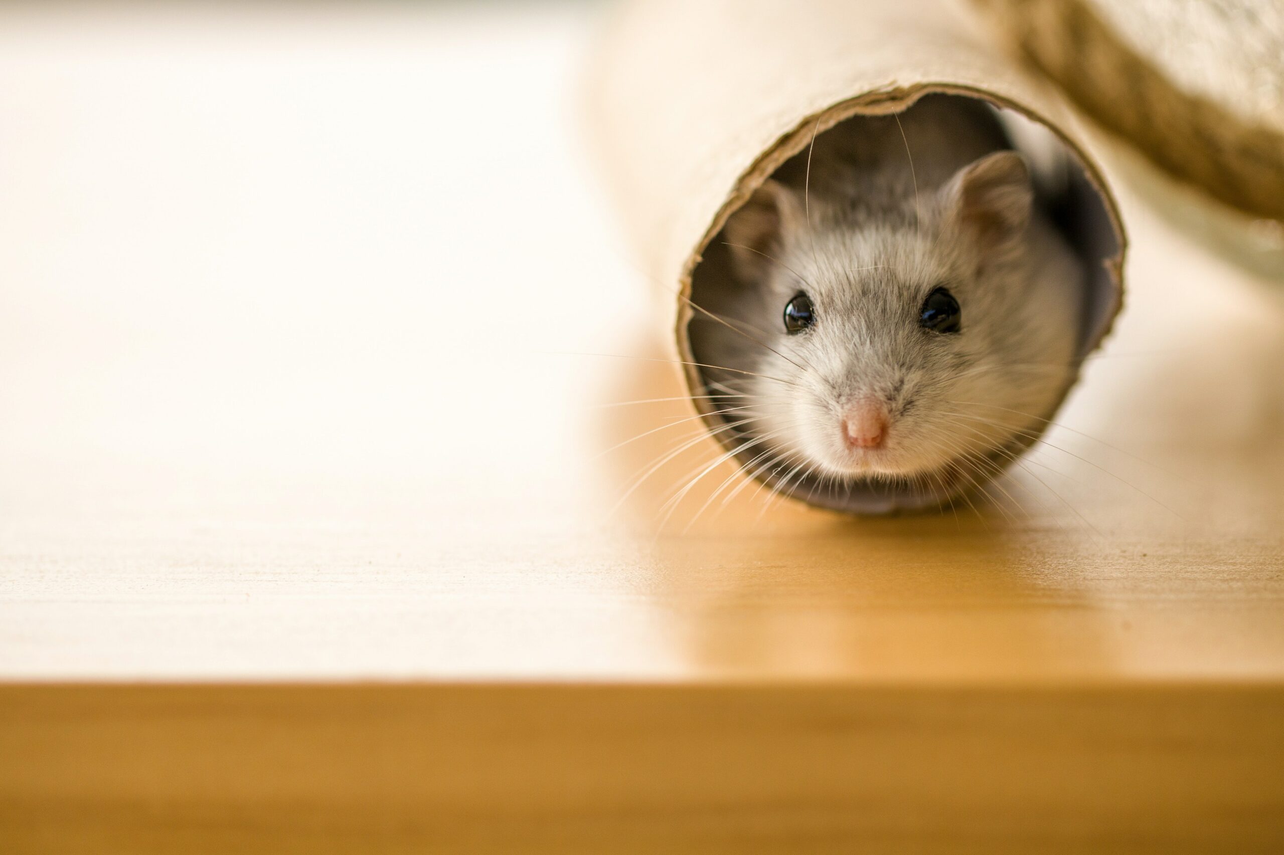 How often do you need to hold a hamster?