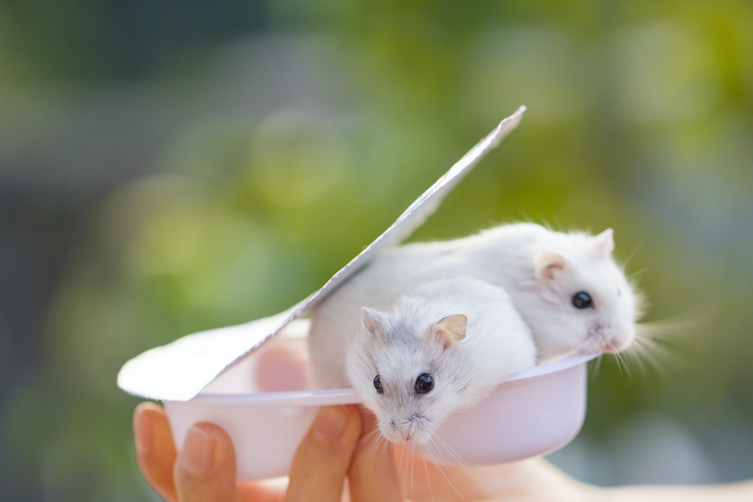 How do you know if hamster have rabies?