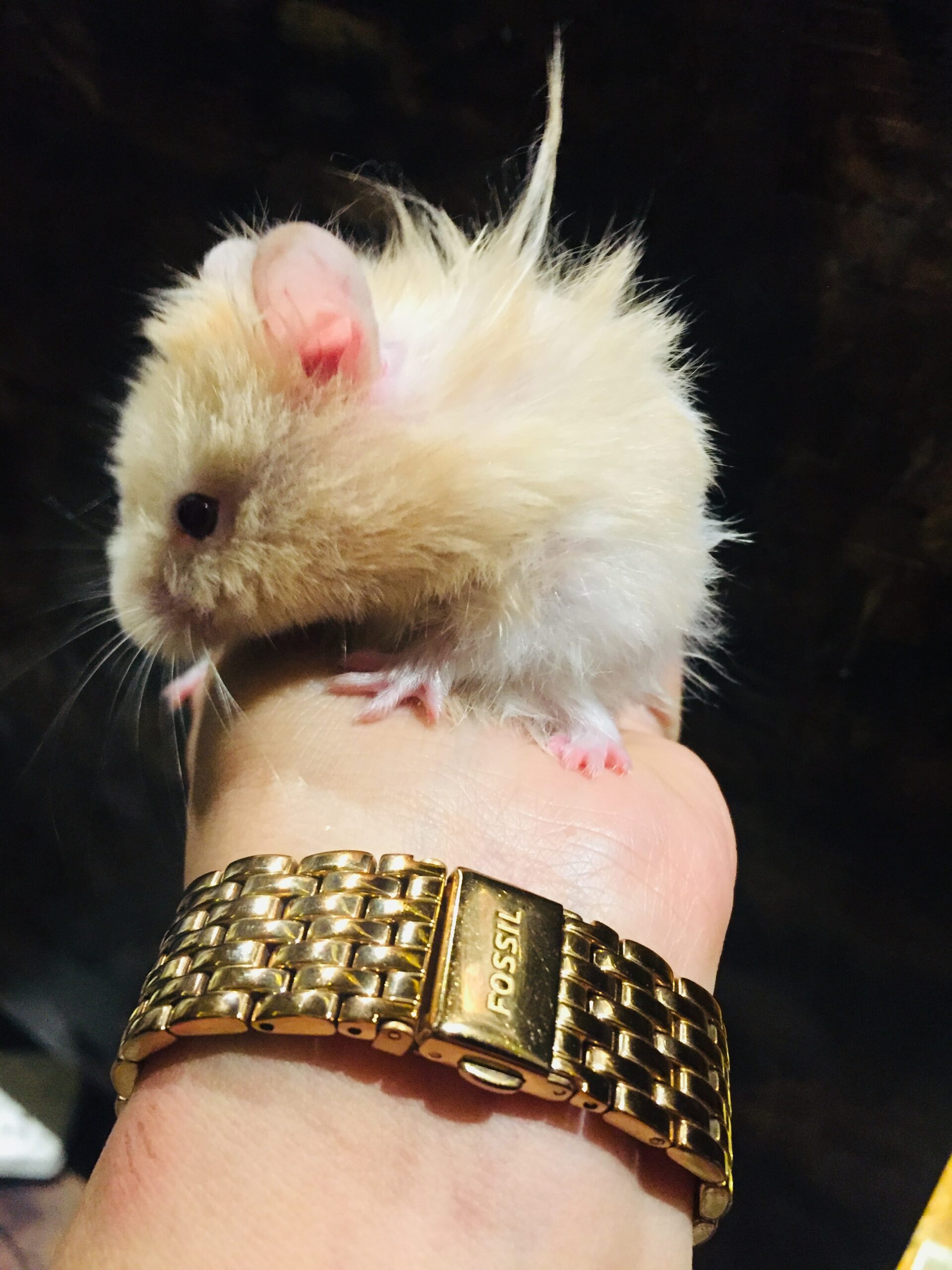 Do Hamsters die of cold?
