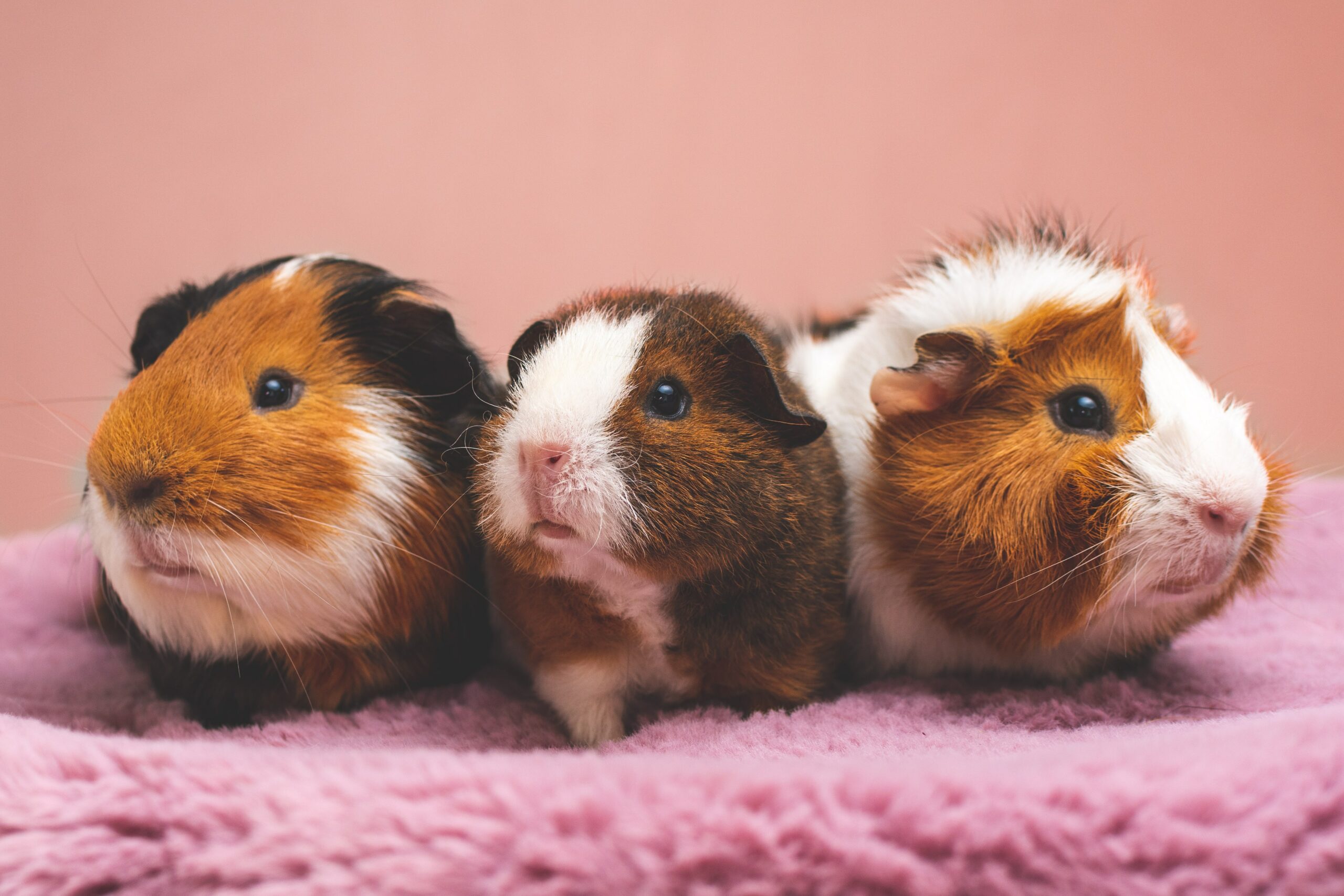 Do I need to buy 2 hamsters?