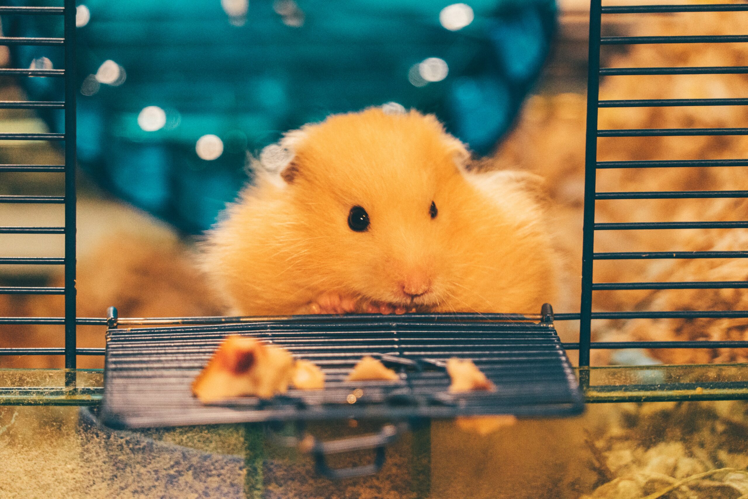 Can you put 2 Syrian hamsters in the same cage?