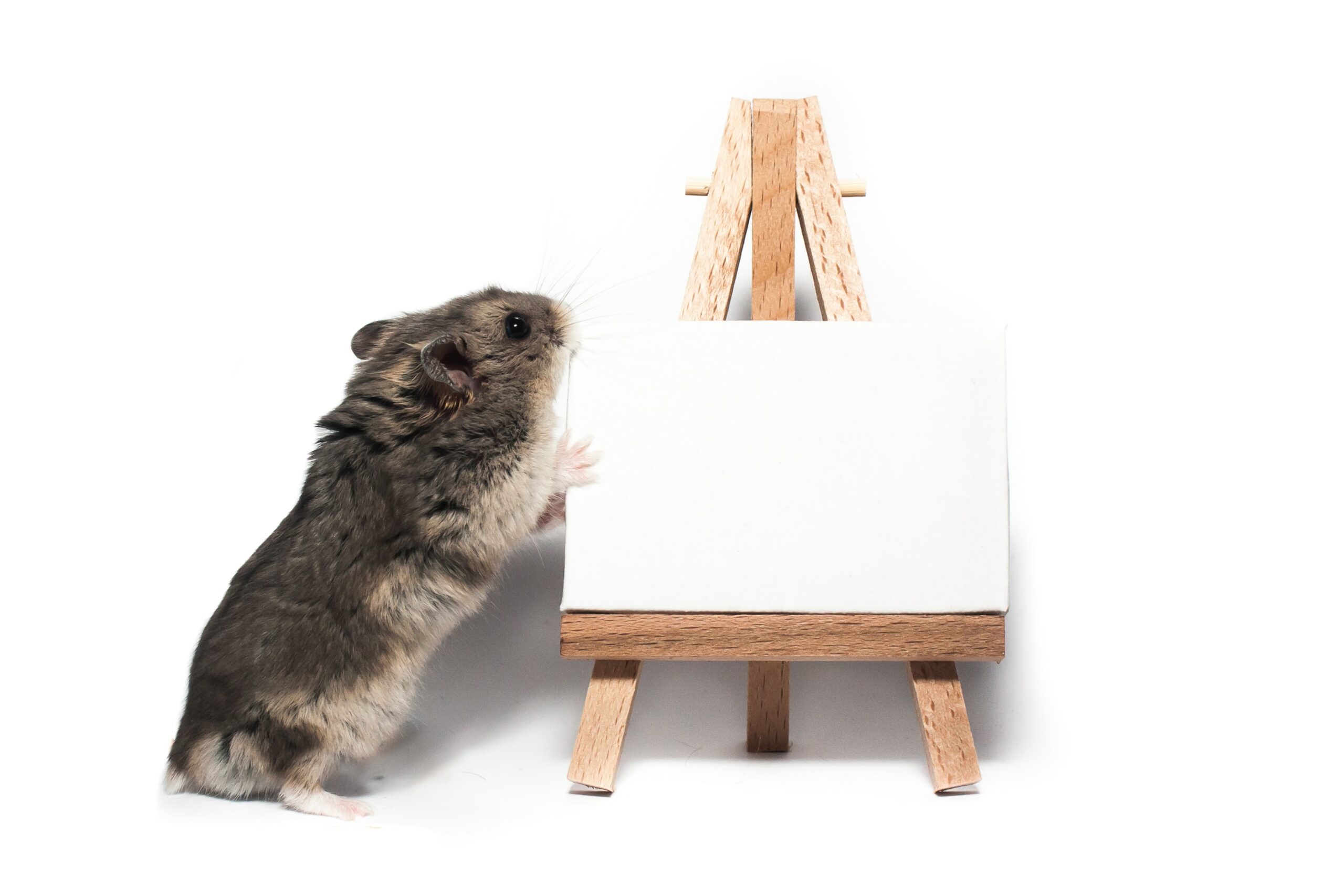 Why does my hamster not exercise?