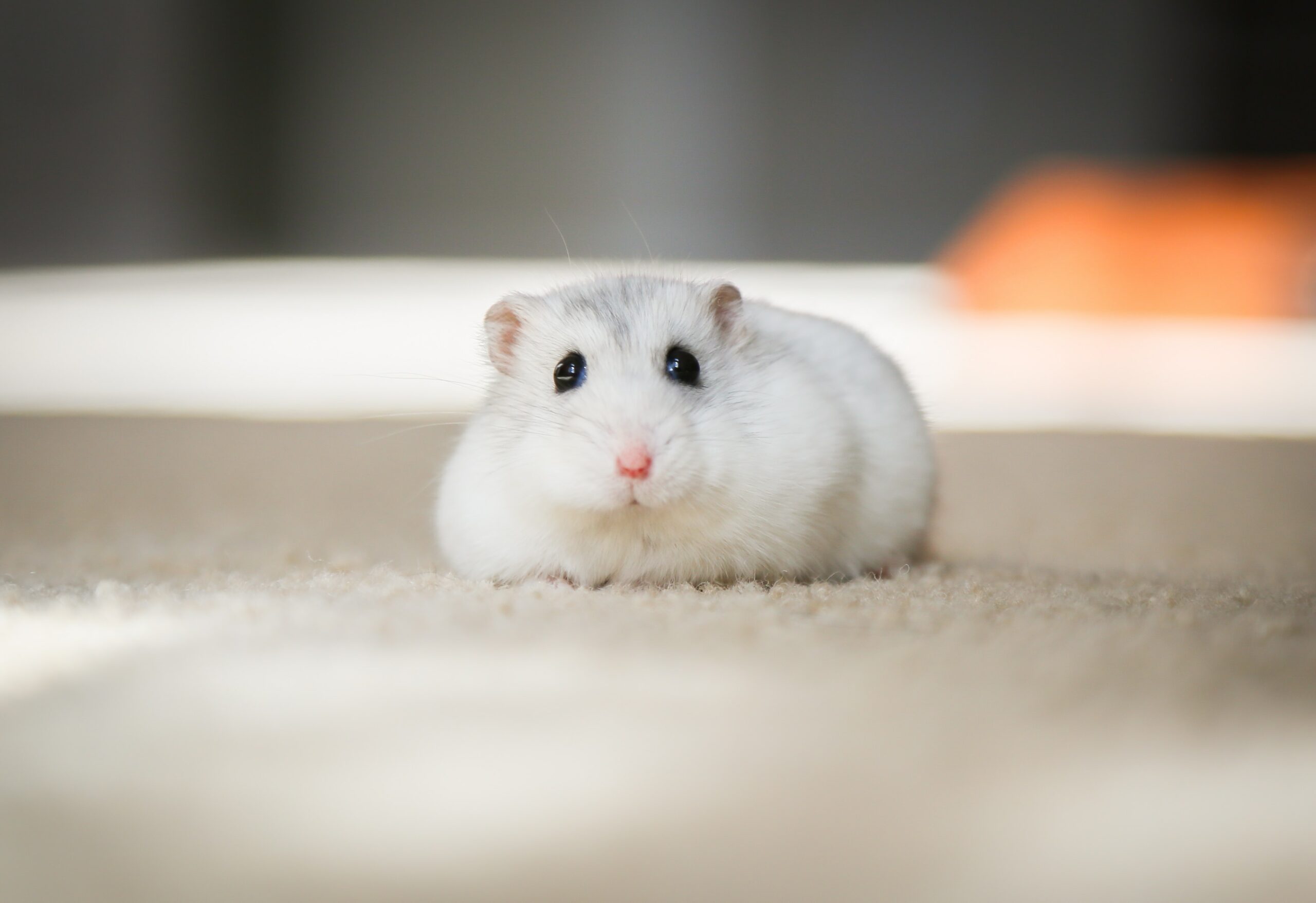 Is it OK to have 1 hamster?