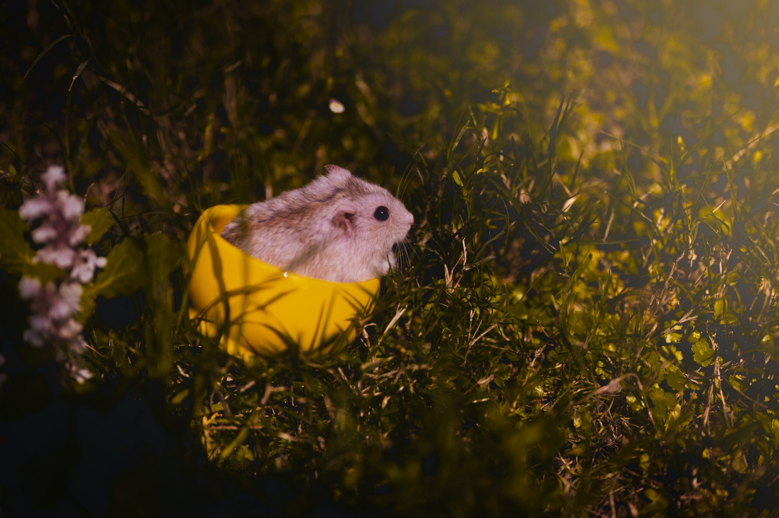 Do Hamsters die of old age?