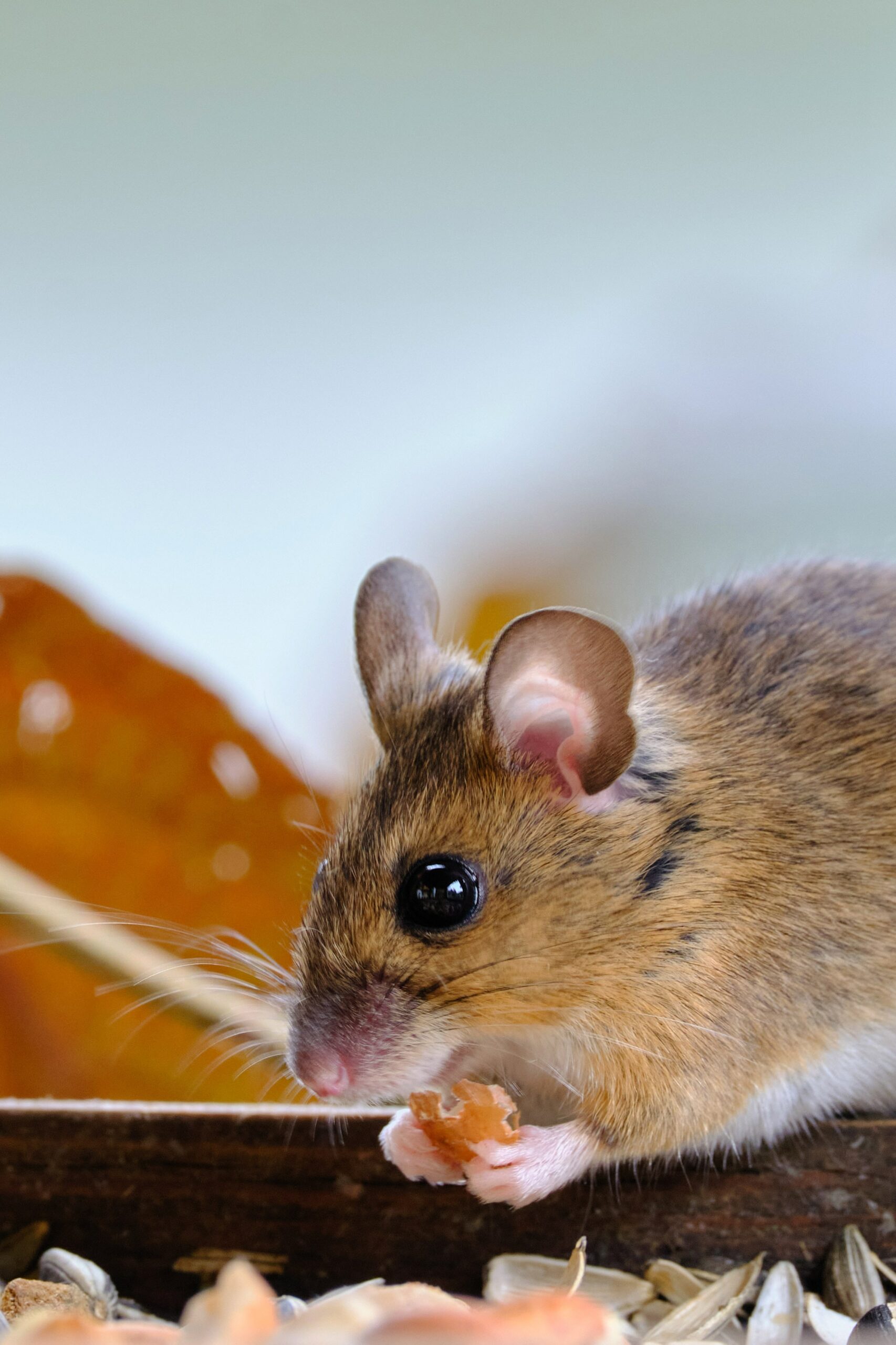 What Do Hamsters Need in Their Cage?