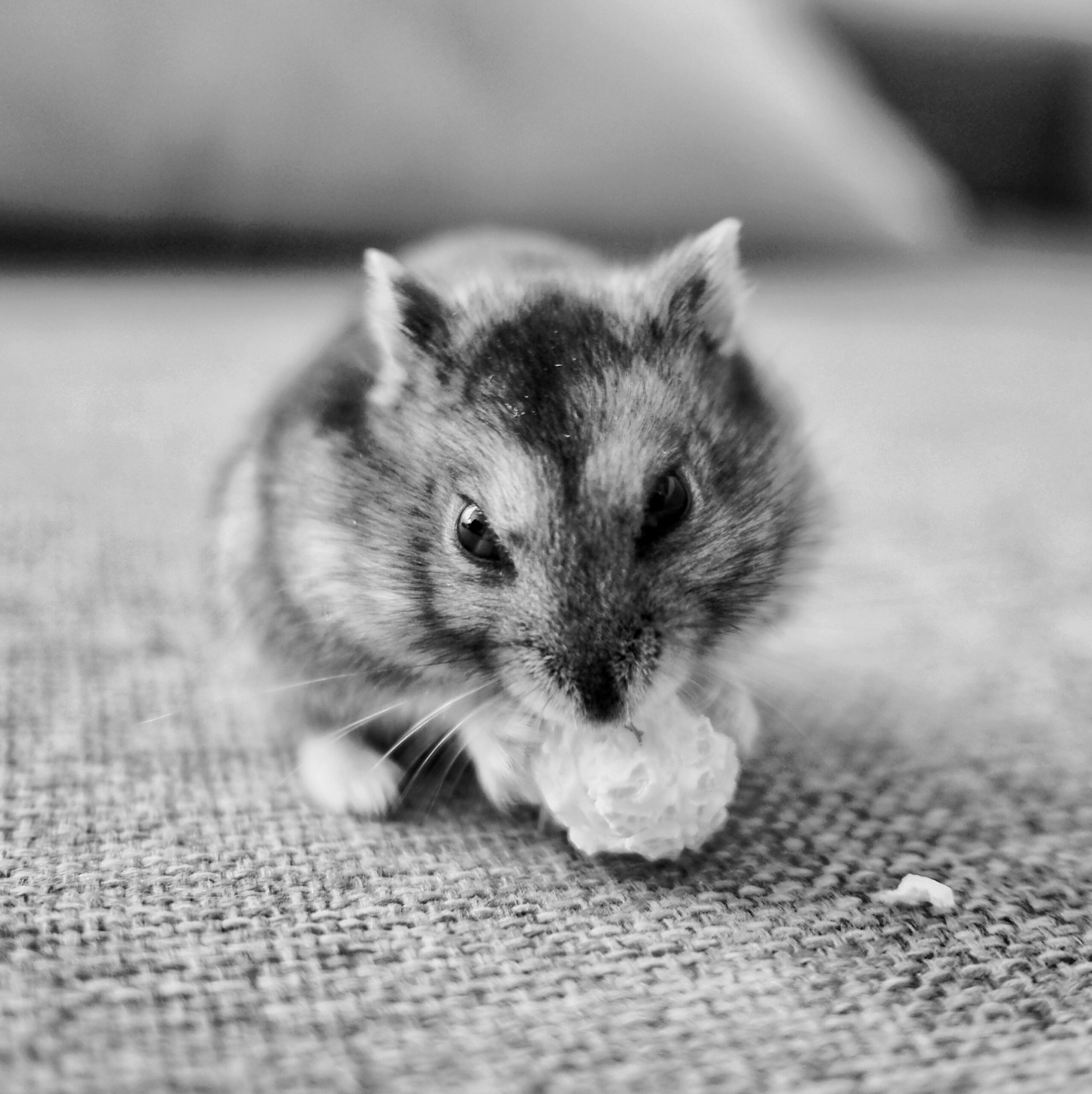 Do Hamsters Know When They’re Dying?