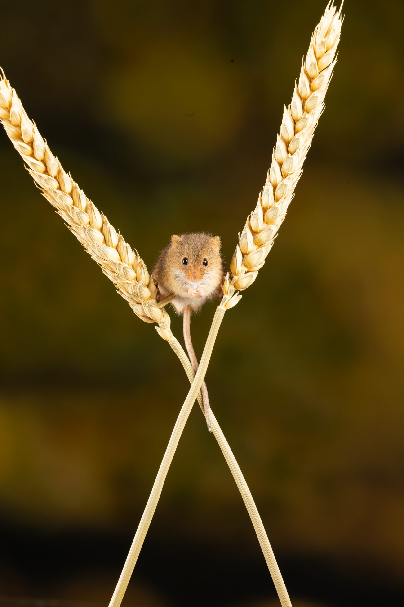 What Do Hamsters Eat in the Wild?