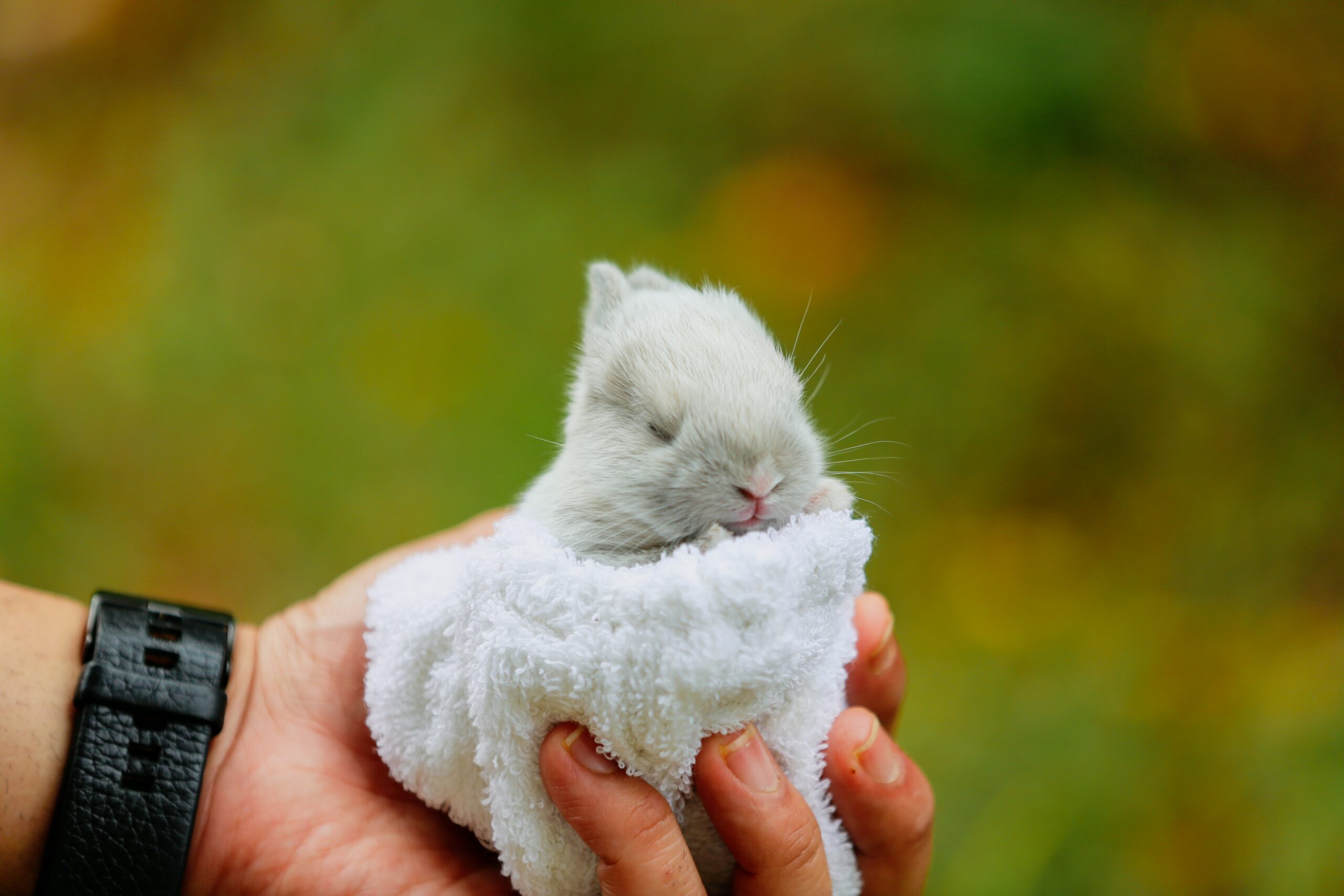 Hamster Bites: Yay or Nay?