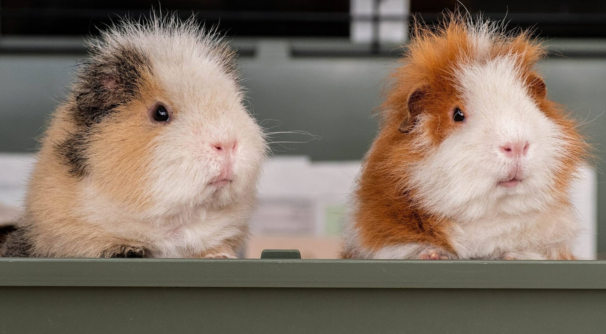Do Hamsters Have Bones?