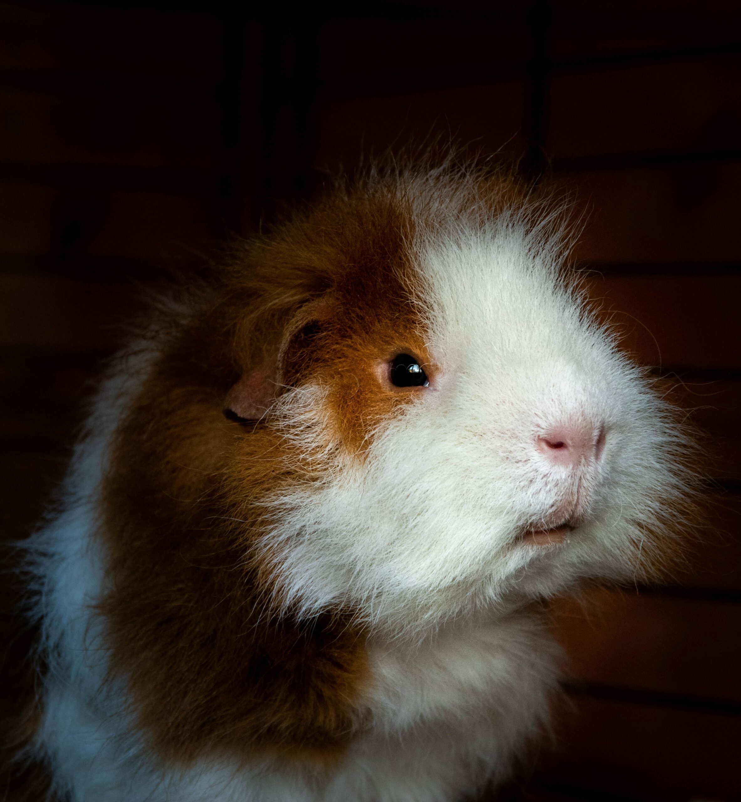 Can a Hamster Break Its Back?