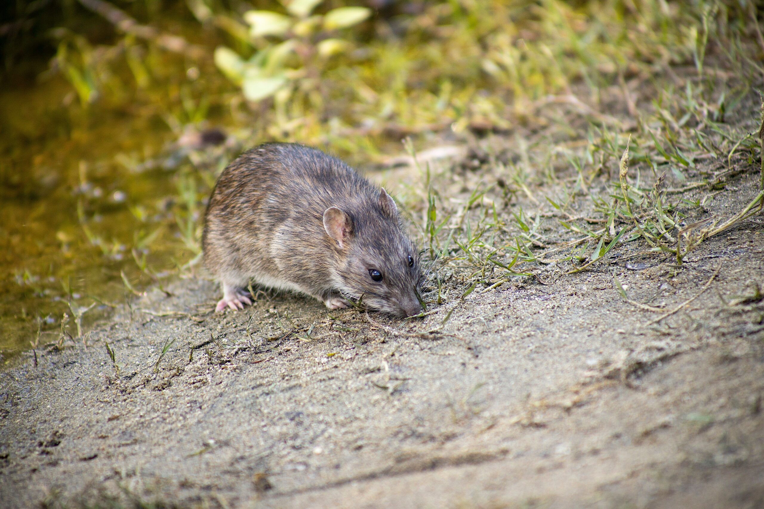Hamsters and Exercise: The Importance of Staying Active