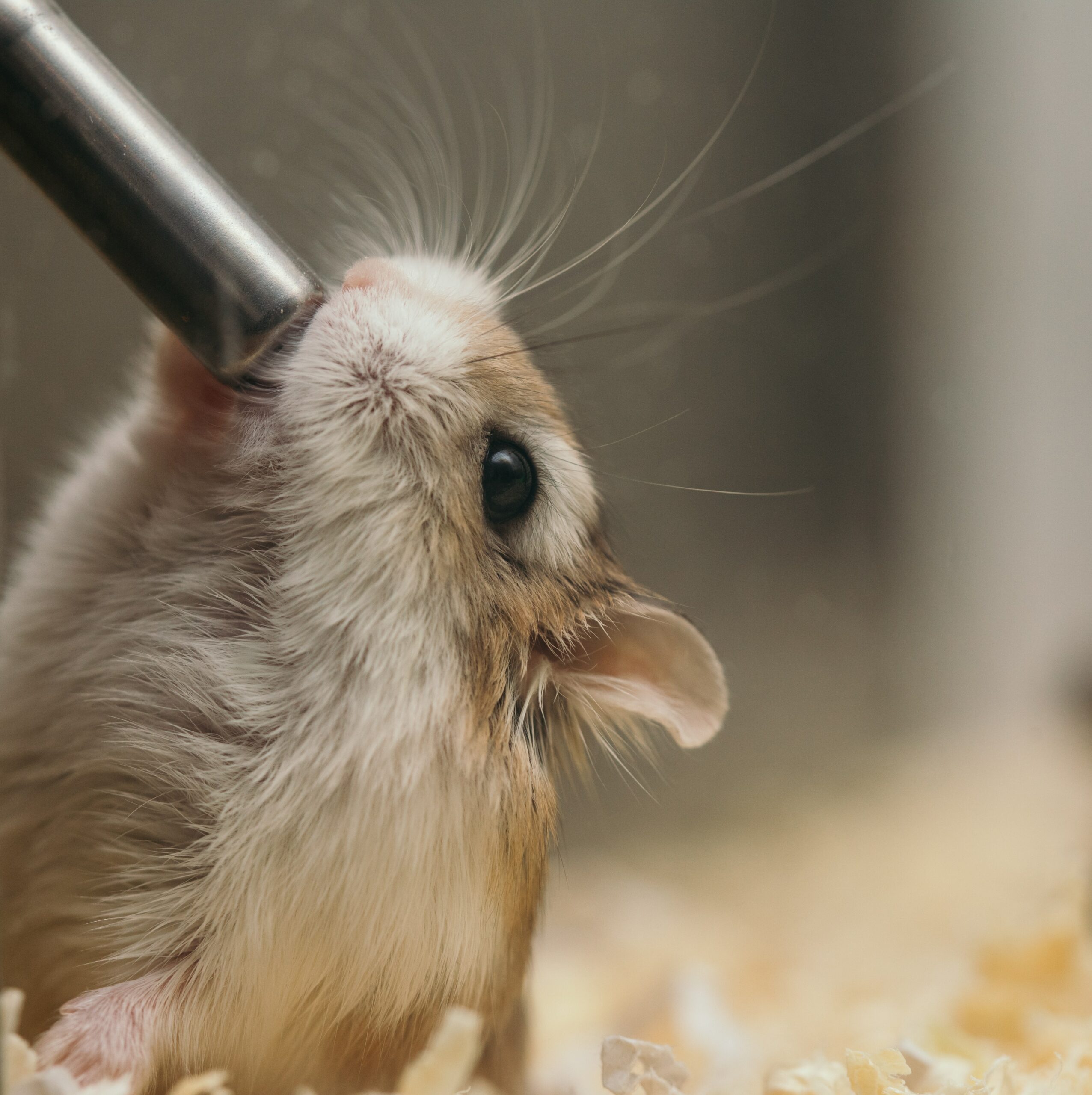 Pucker Up: Do Hamsters Like to Be Kissed?