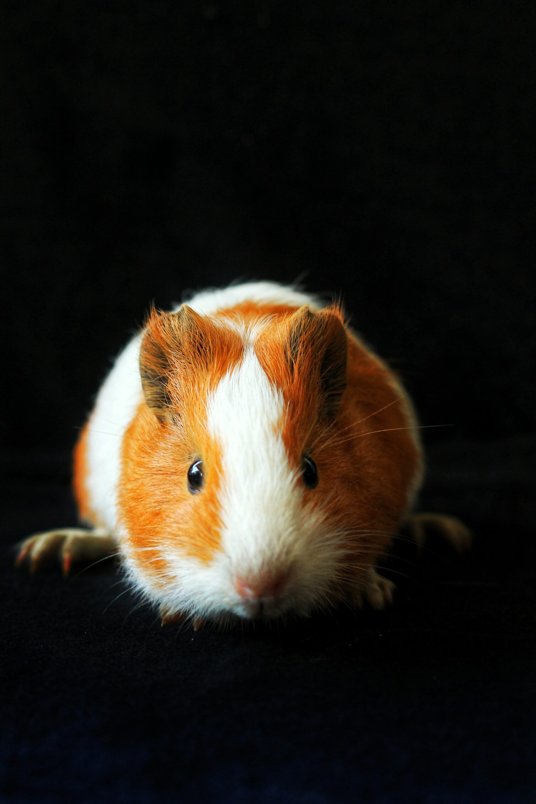 Can I Touch My Hamster When I First Get It?