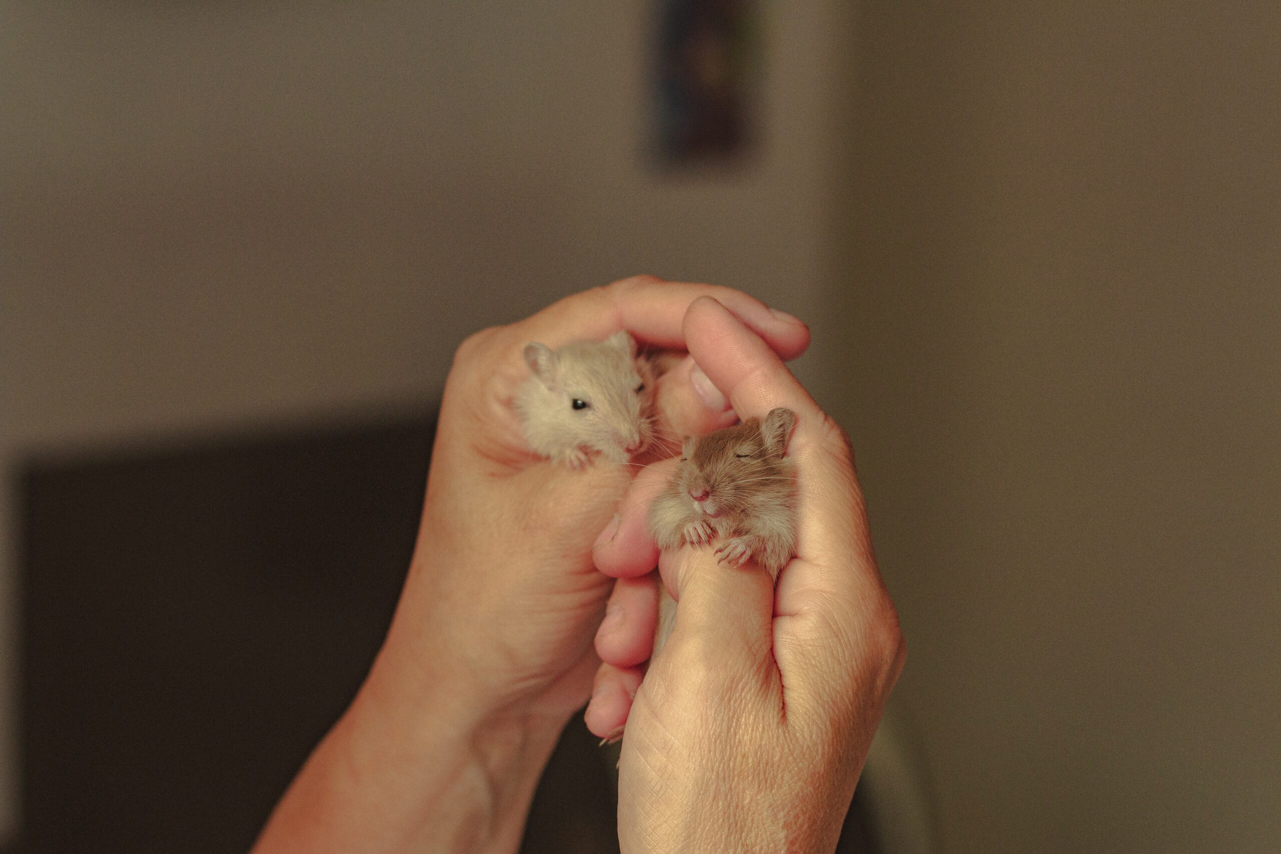 The Great Hamster Showdown: Comparing the Easiest Breeds for Beginners