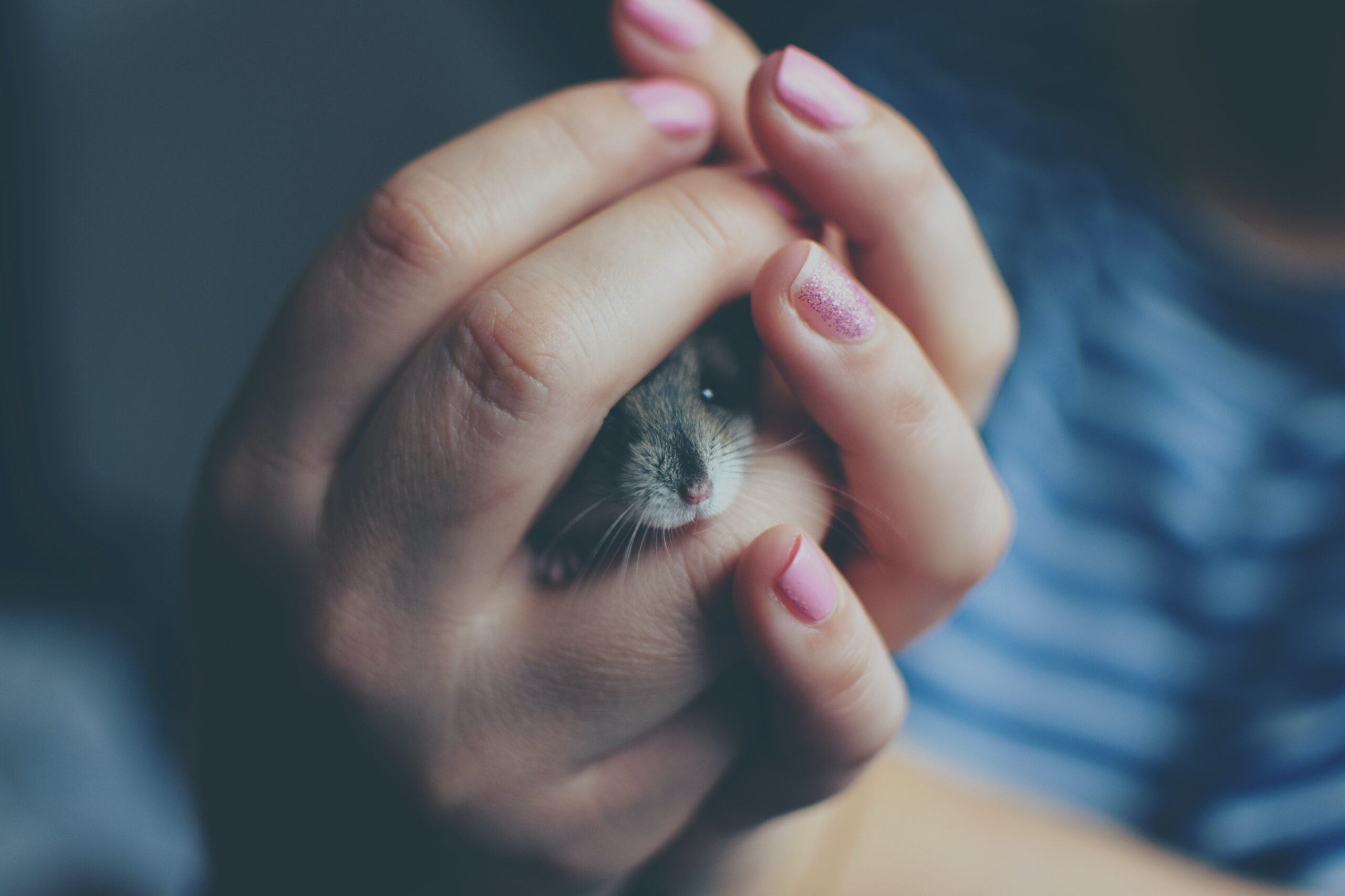 Hamster Name Game: Do These Furry Friends Recognize Their Monikers?