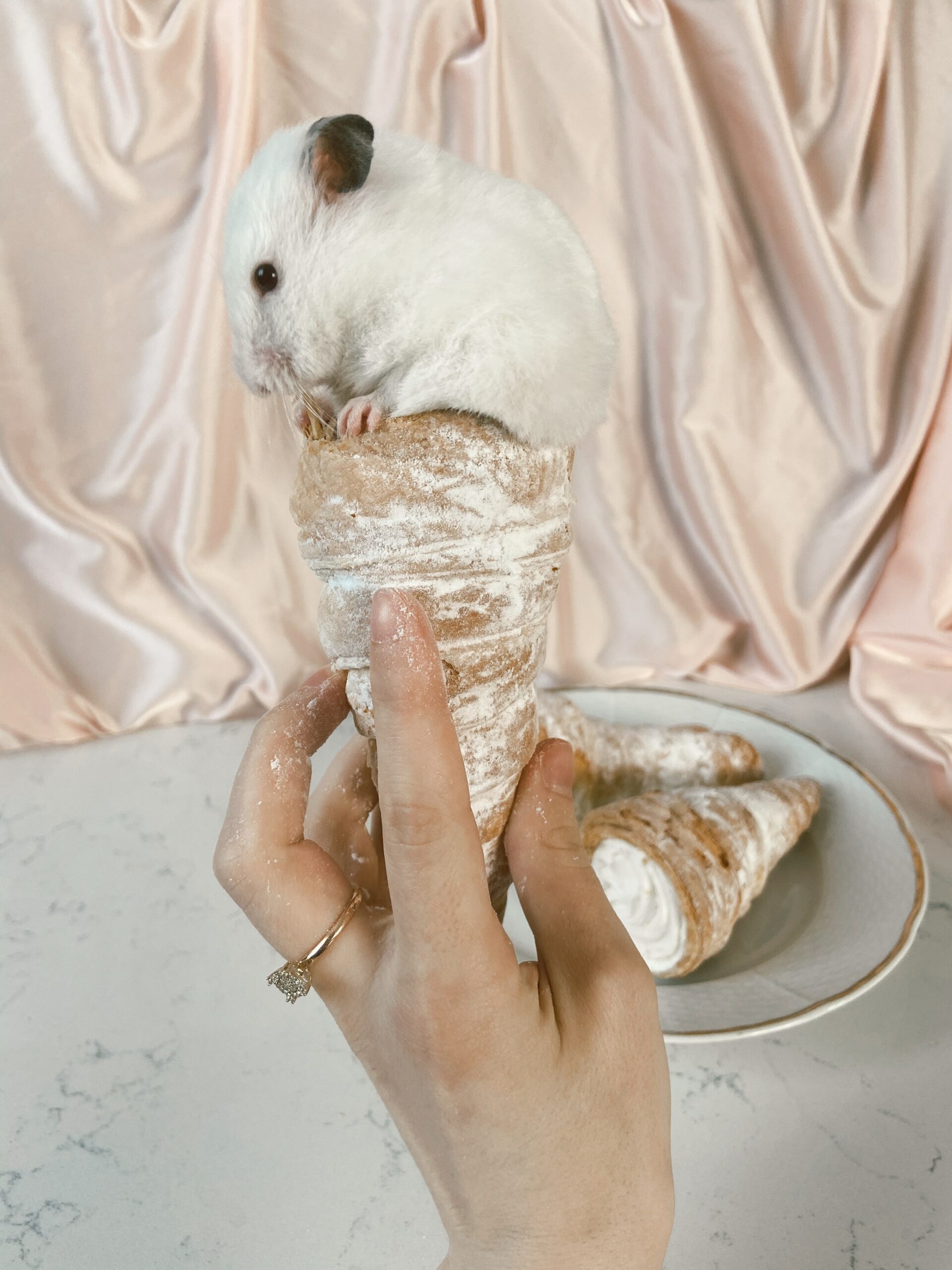 Hamster Time Out: How Long Should I Leave My Furry Friend Alone?