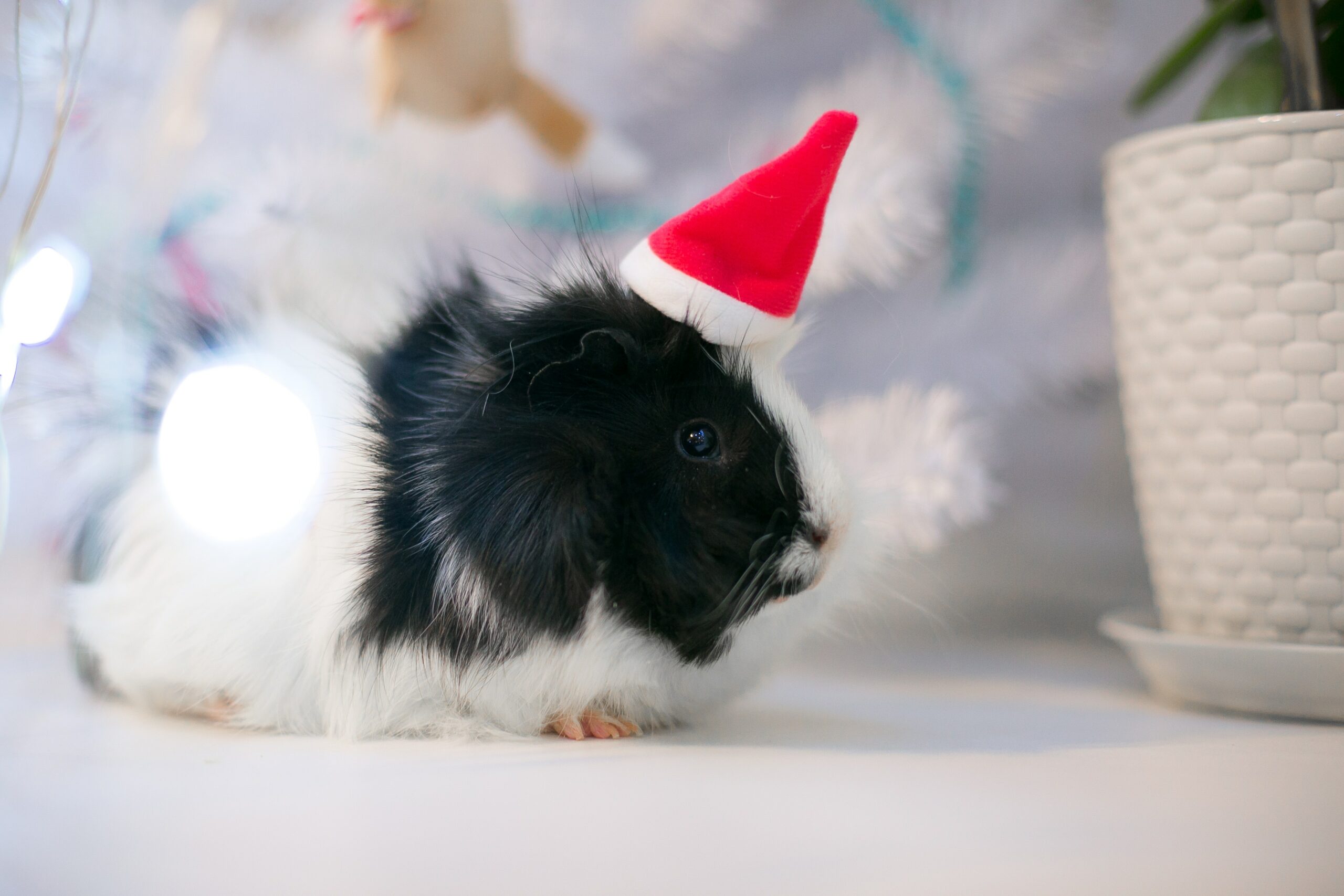 Hamster Giants: The Largest Breeds on the Block