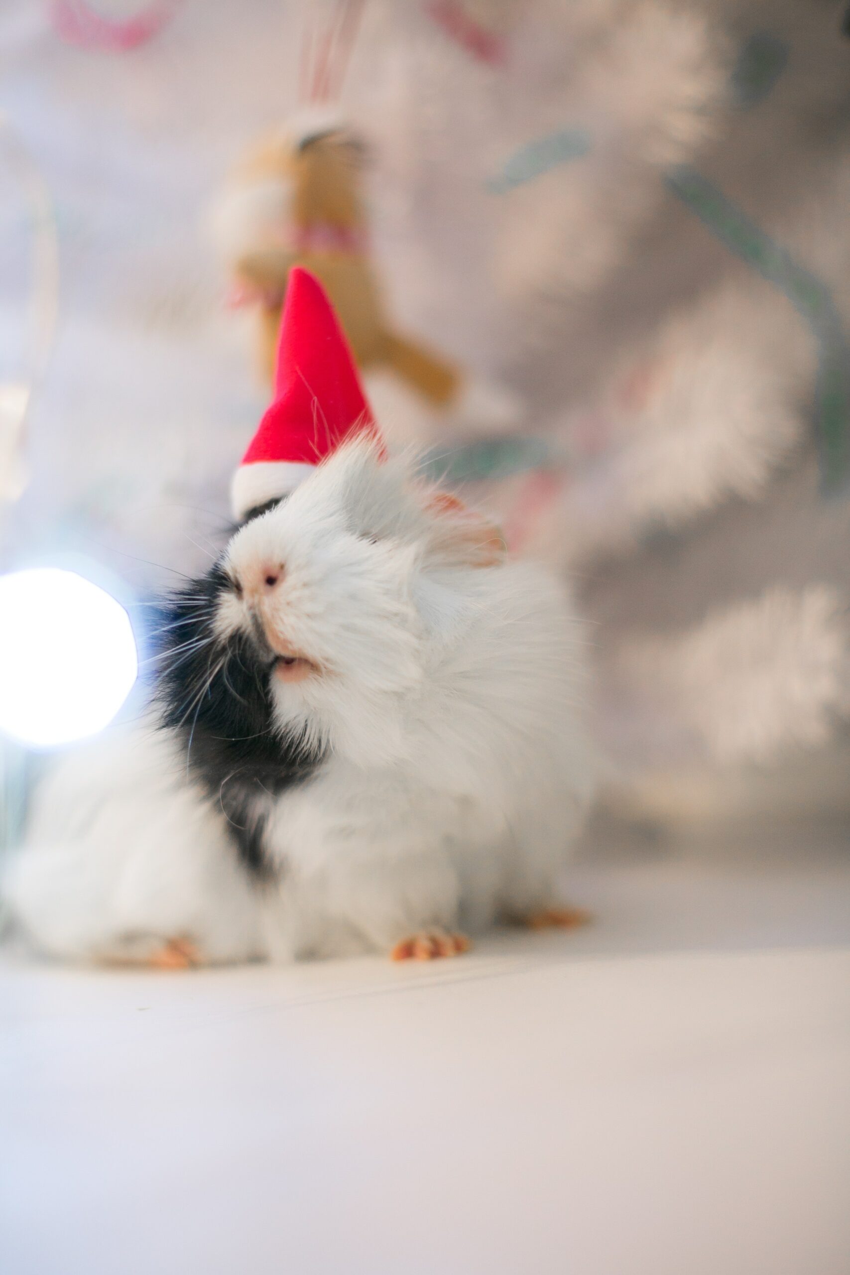 Can Hamsters Hear You?