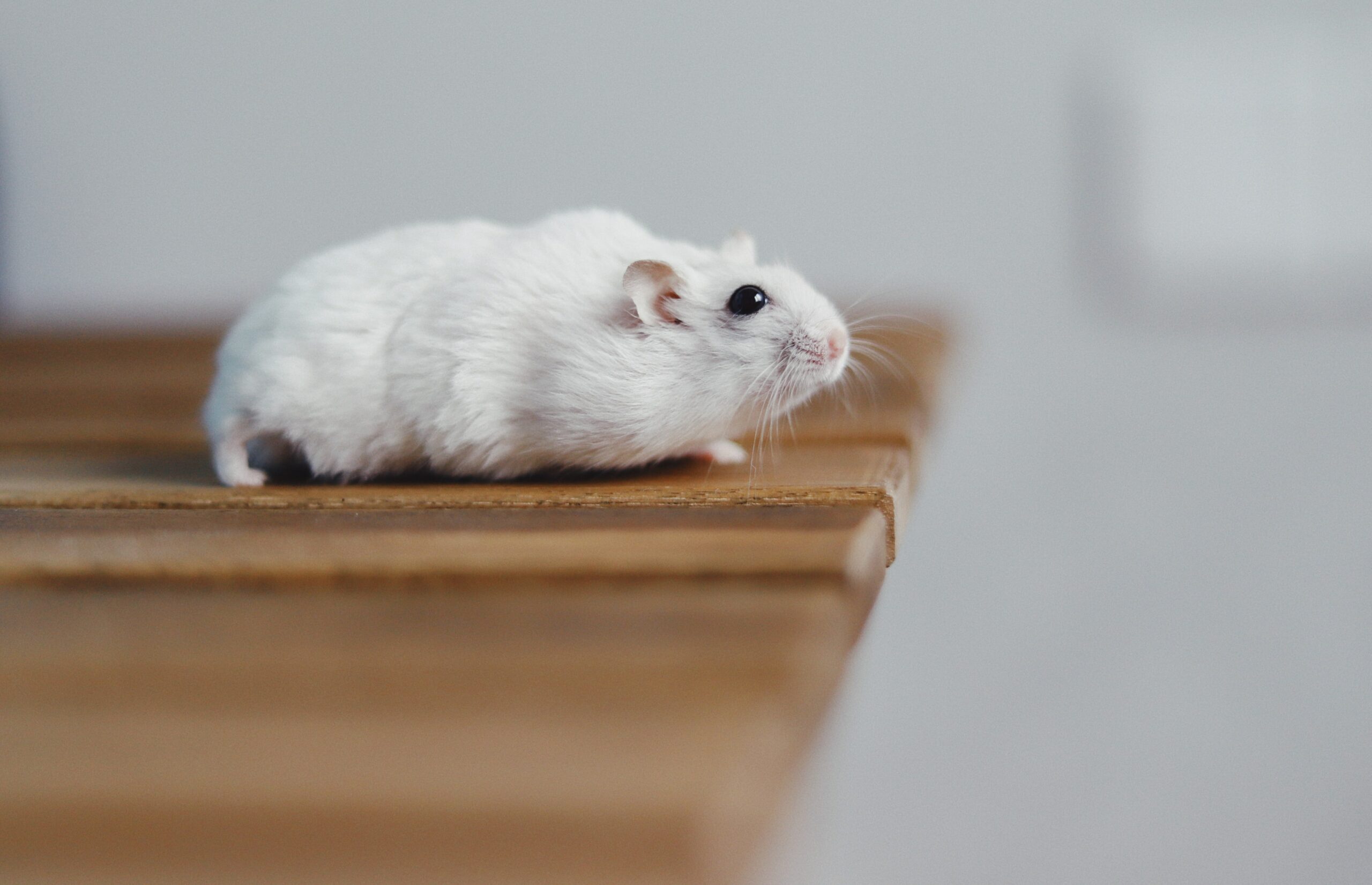 Do Hamsters count as pets in apartments?