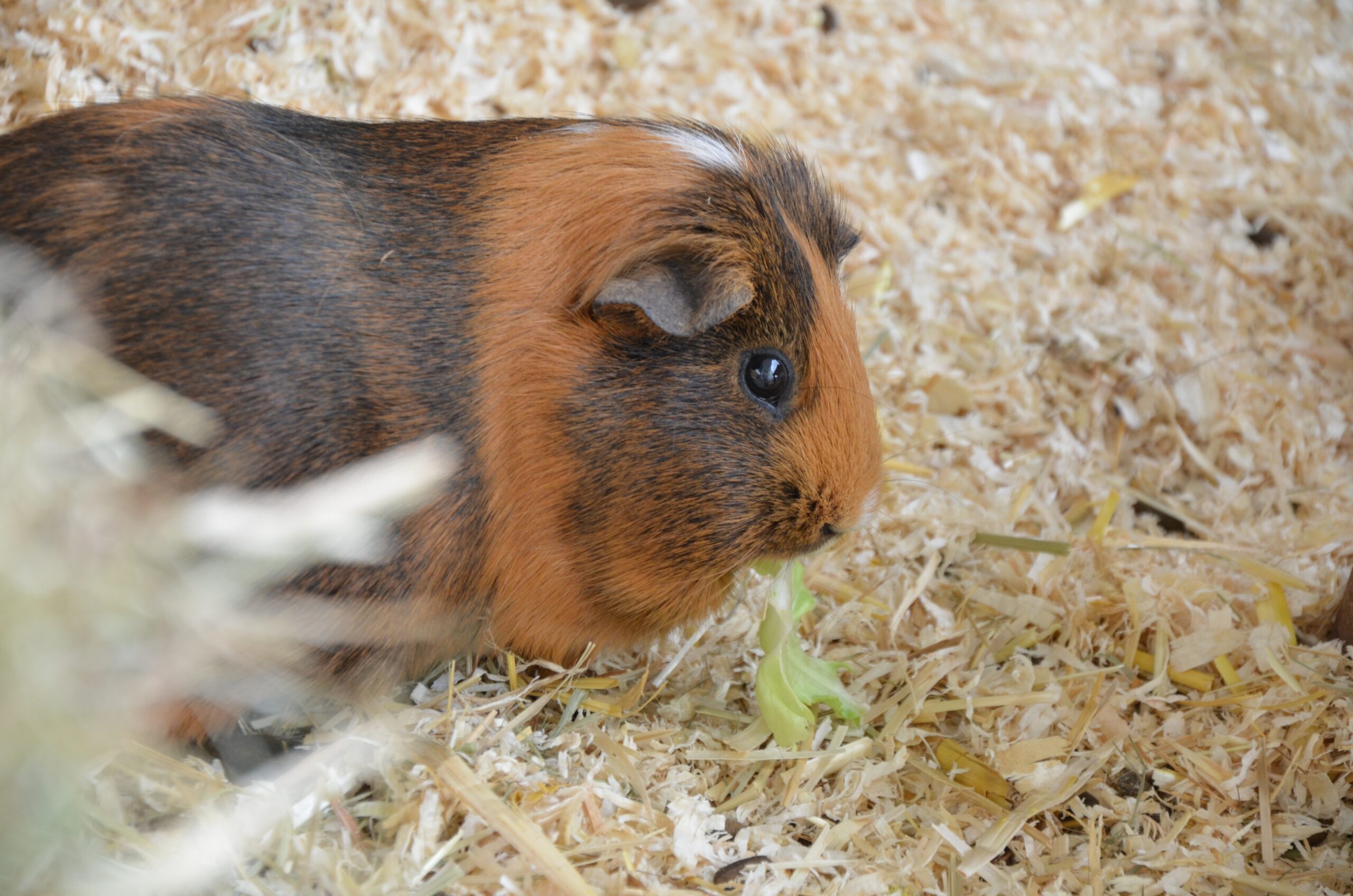 Do Hamsters die of covid?