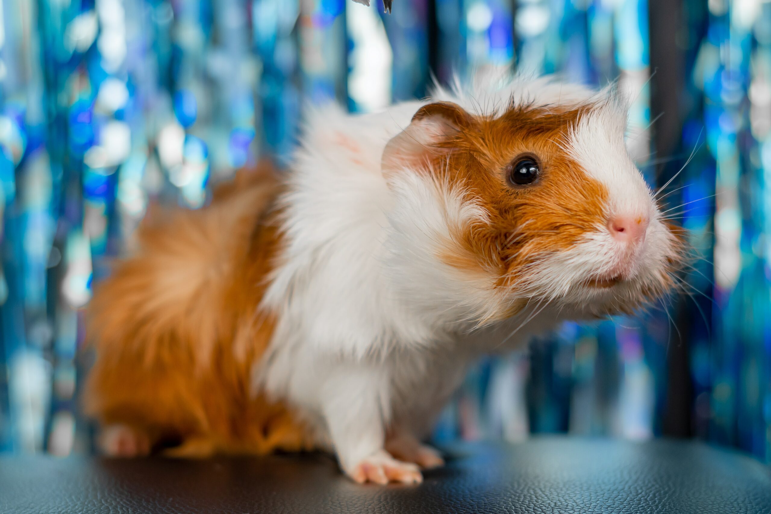Do Hamsters Feel Hot?