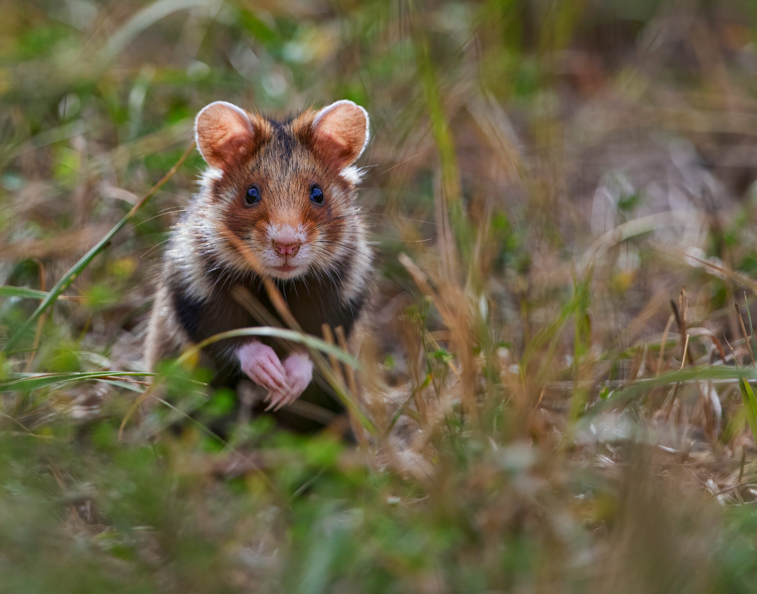 Hamster Breakout: Can They Really Escape Their Cages?