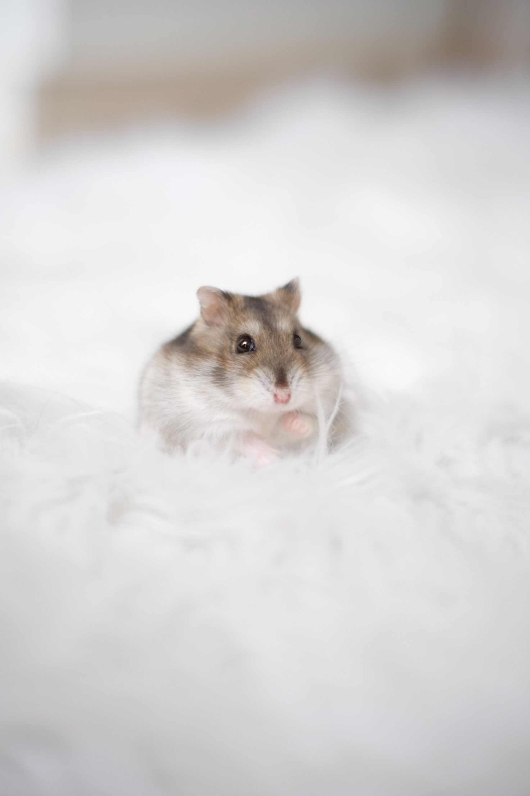 Why Is My Hamster Standing Up and Still?