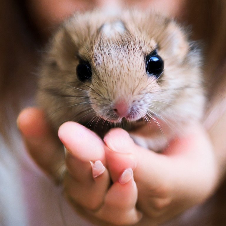 Can Hamsters Hiss At You? The Surprising Truth About Your Furry Friend