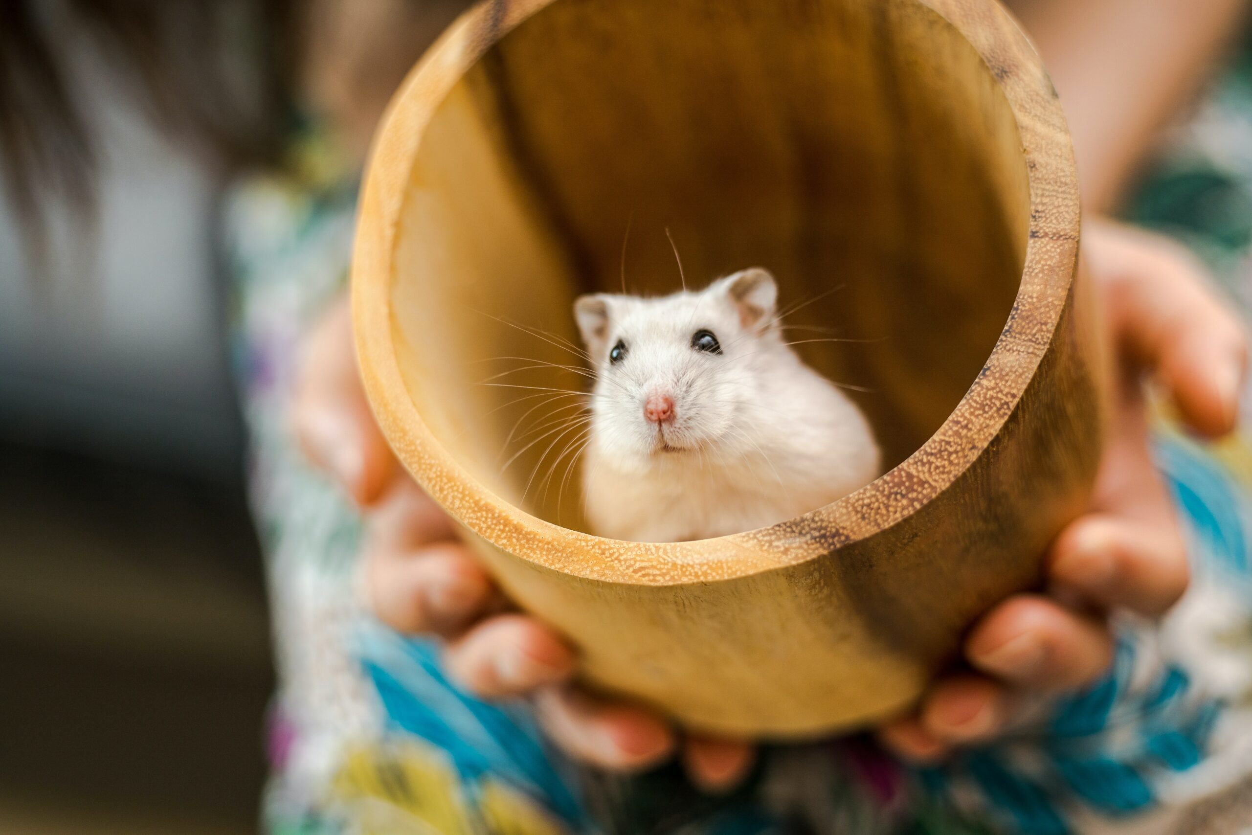 Why Is My Hamster Standing Up and Sniffing?