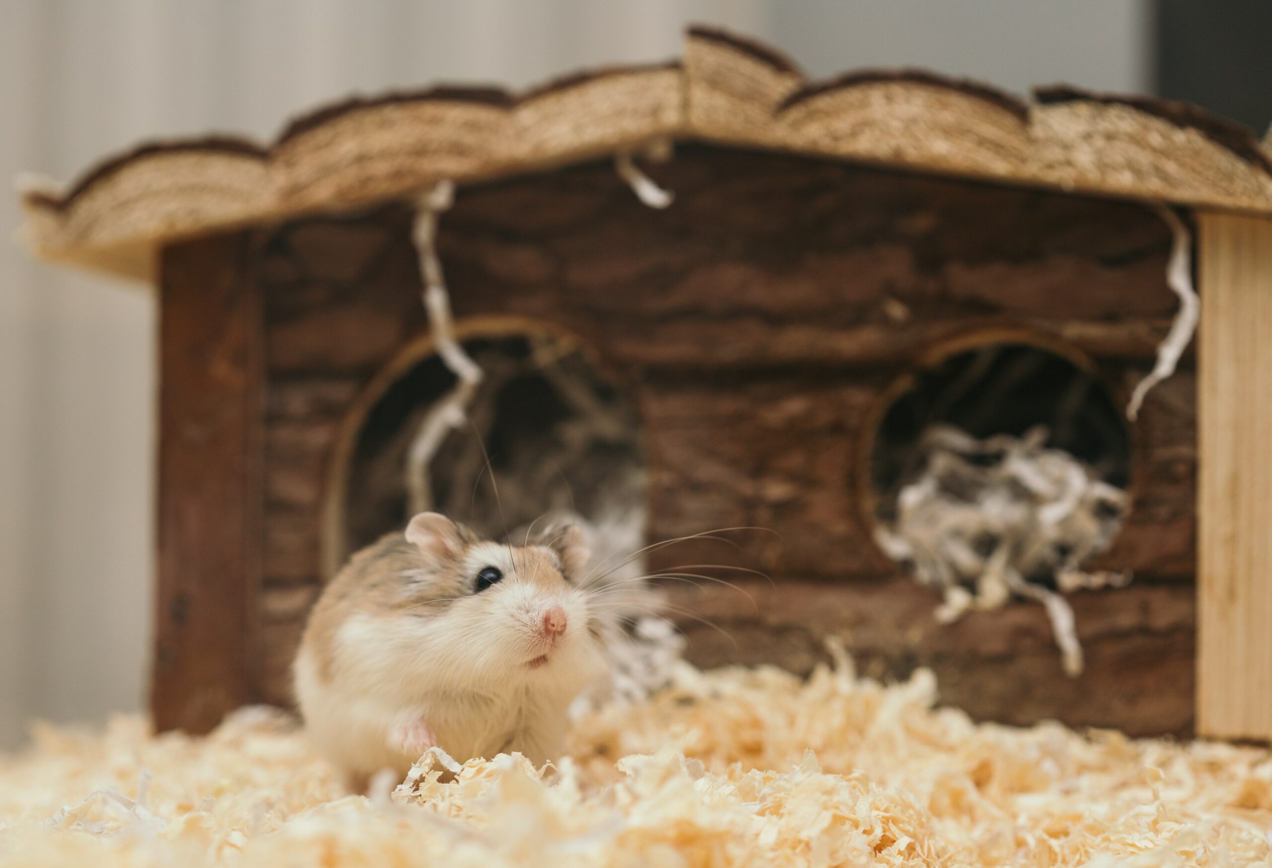 Do Hamsters Have Kidneys?