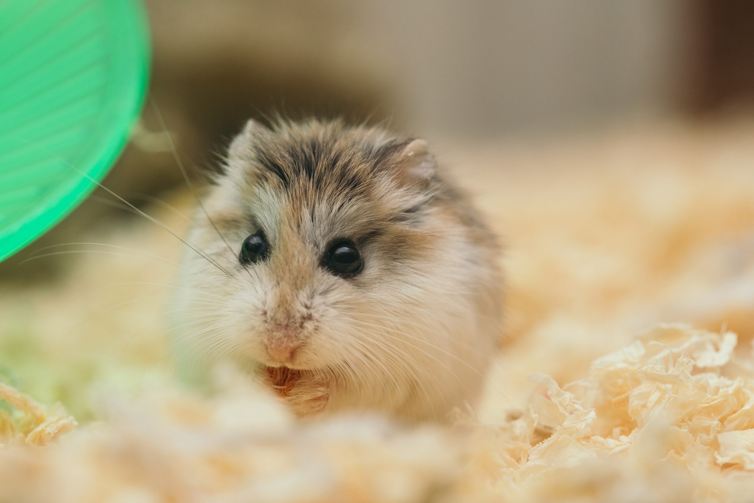 Why Is My Hamster Just Sitting Still?