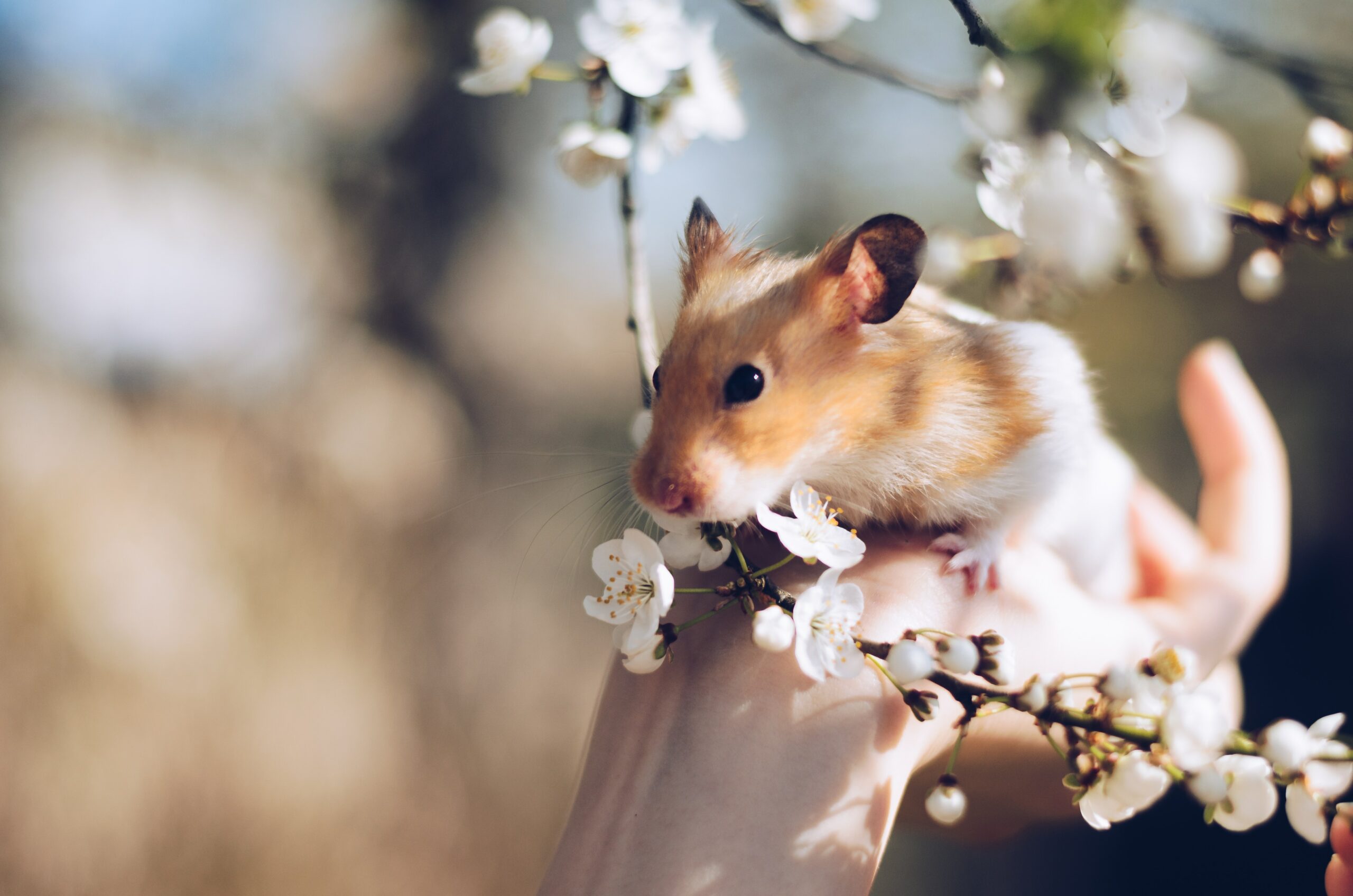 17 Tips for Protecting your Hands While Handling Hamsters