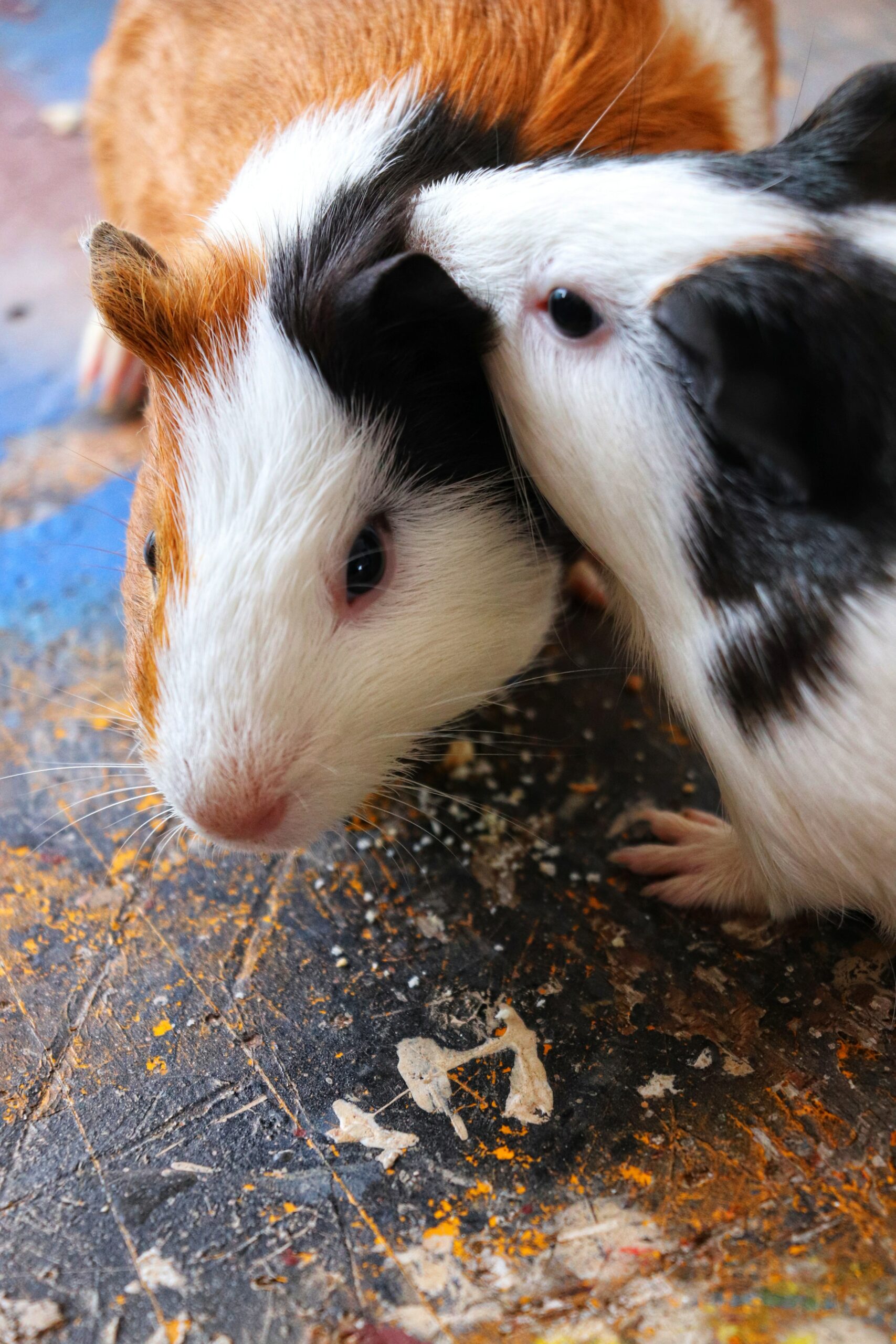 Can Hamsters Eat Acai?