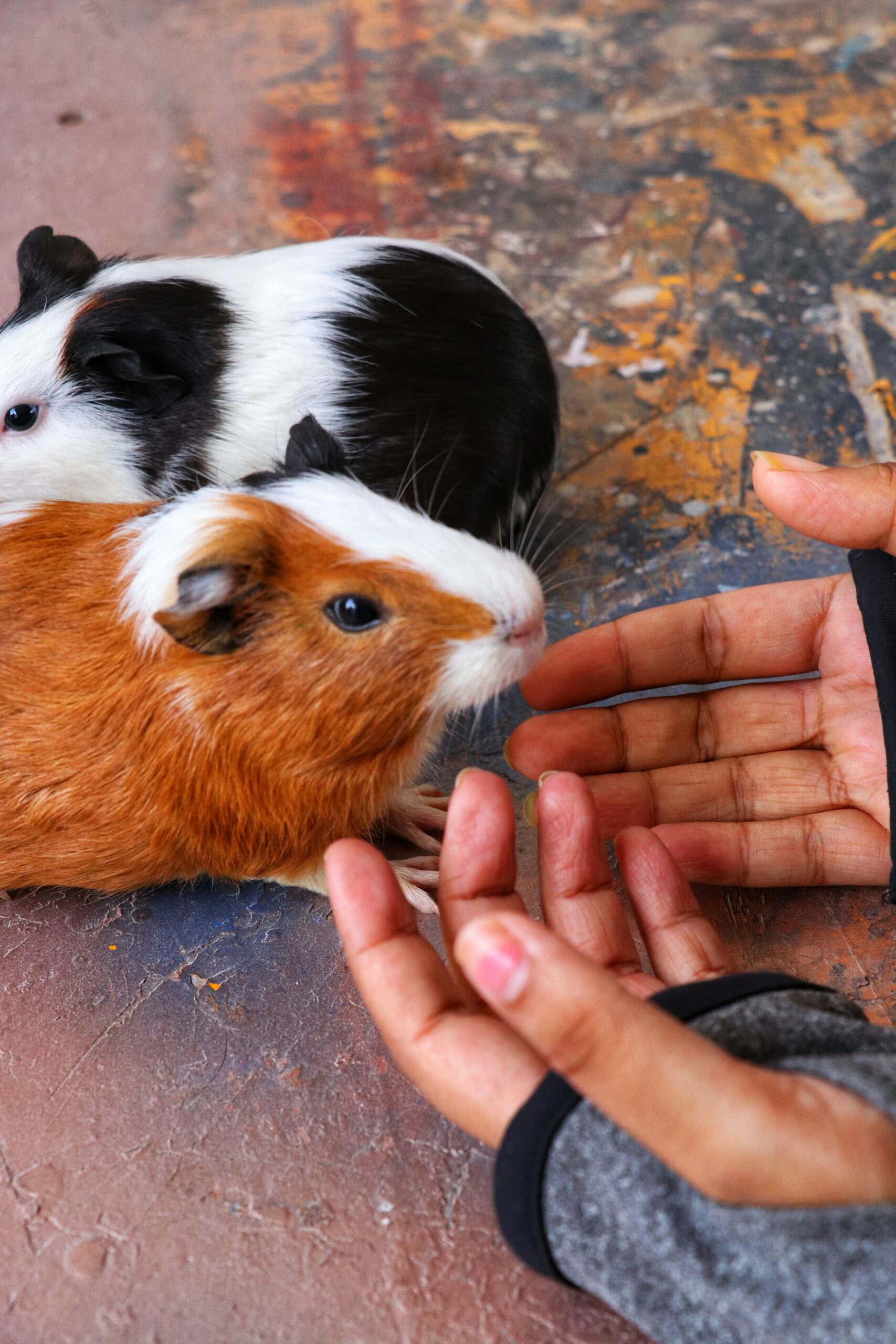 17 Signs Your Hamster is Sad and Unhappy
