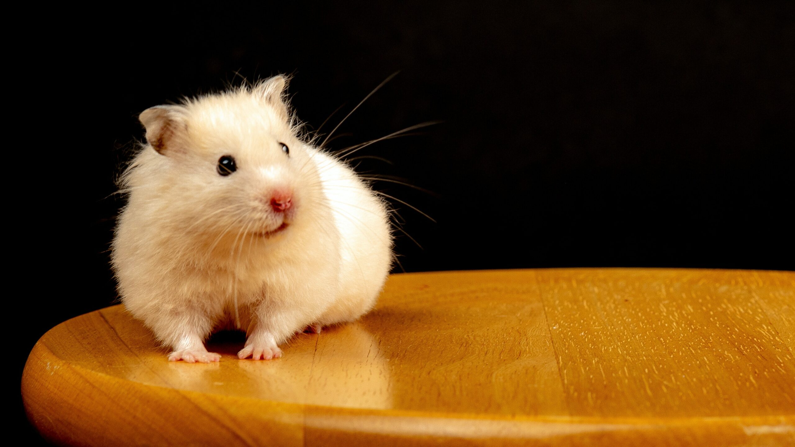 Why Do Hamsters Just Sit and Stare?