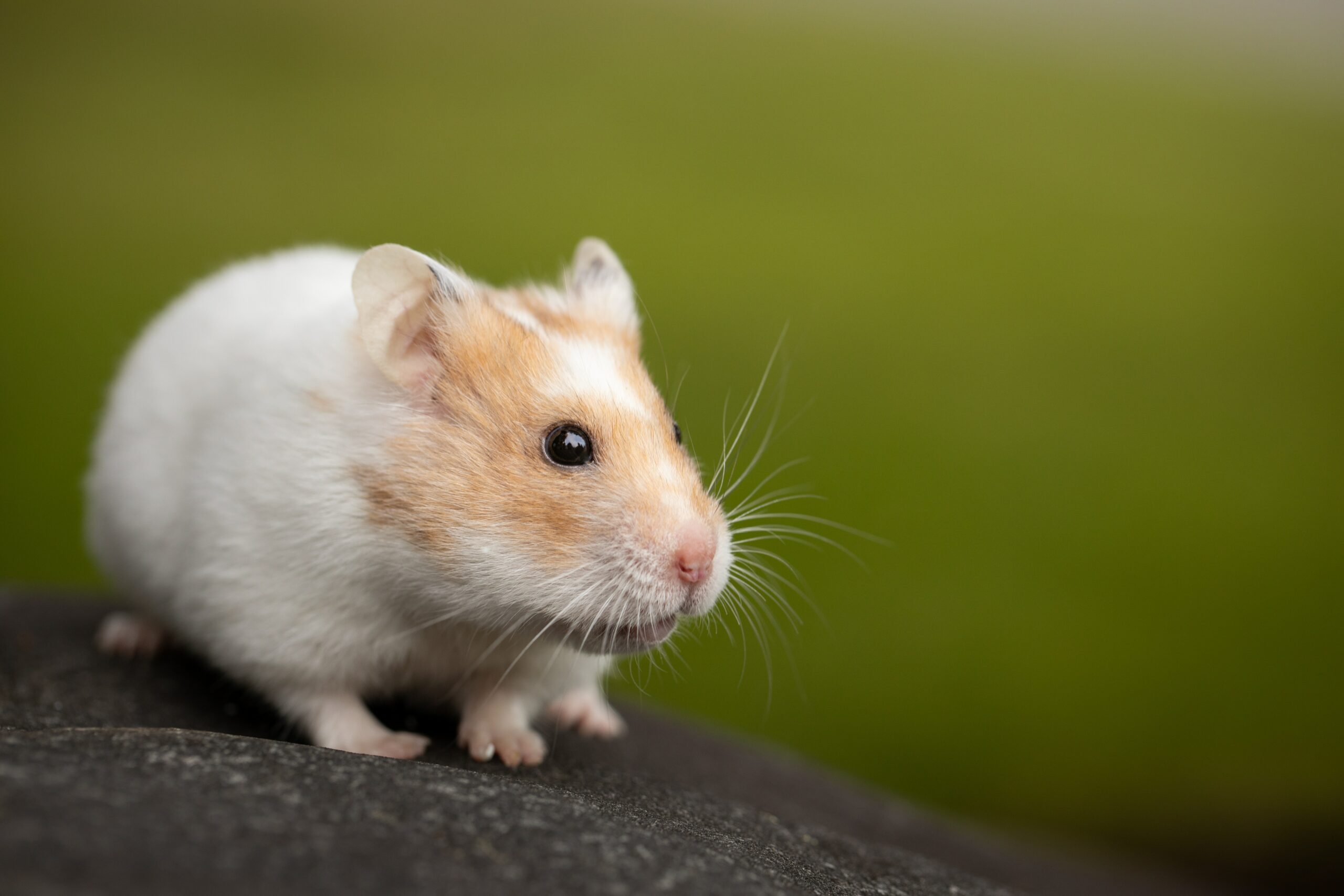 How Do I Know if My Hamster’s Nails are Too Long?