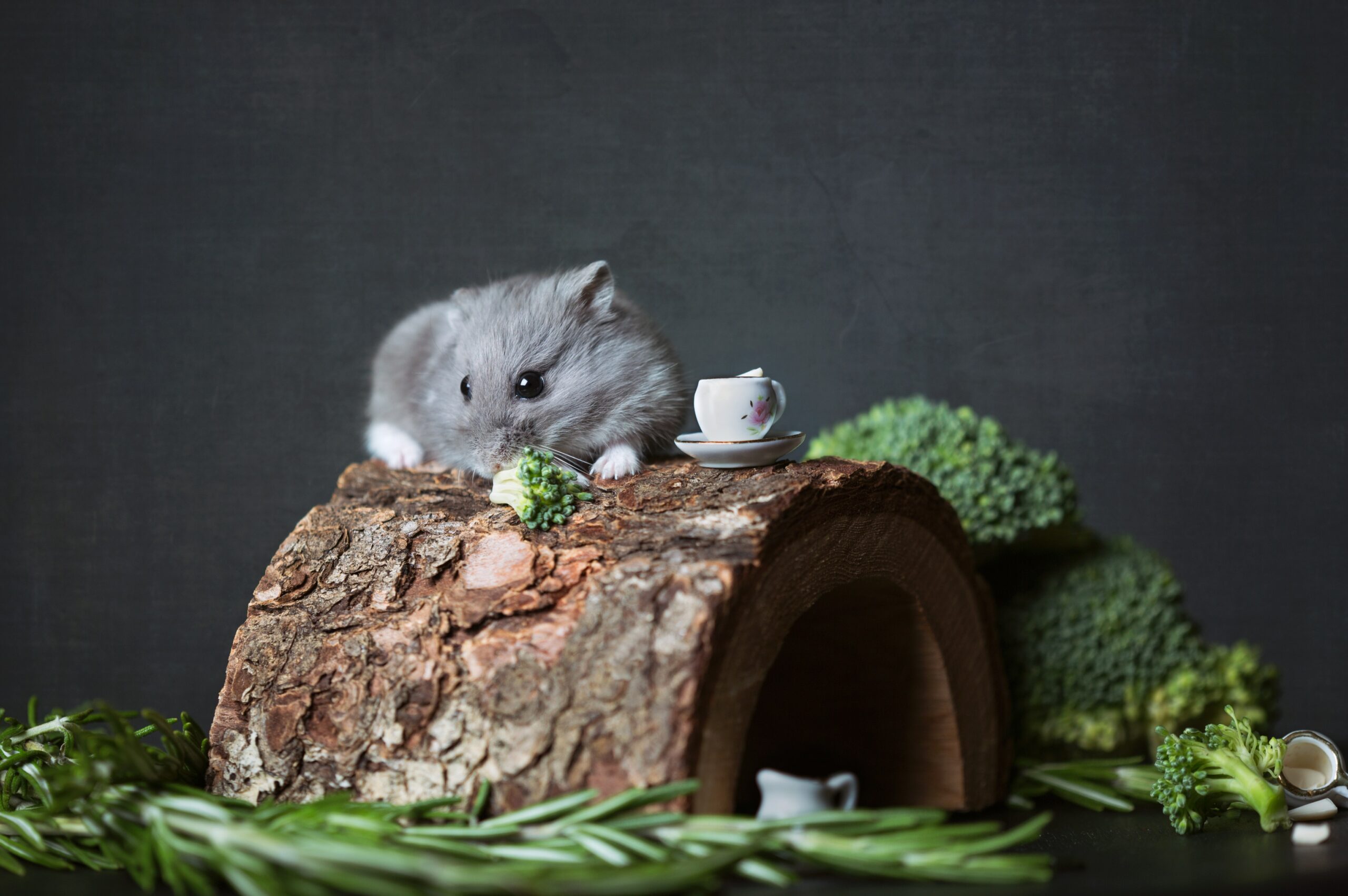 Can Hamsters Eat Unpopped Popcorn?