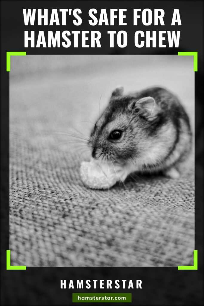 What's Safe for a Hamster to Chew: A black-and-white photo of a striped dwarf hamster gnawing a small piece of food on a woven couch cushion