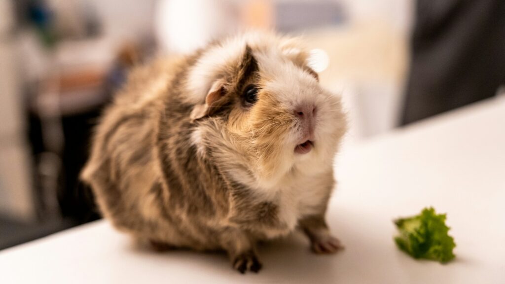 A rough-coated guinea pig sits on a white table next to a piece of fresh lettuce