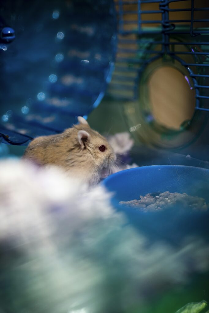 A dwarf hamster sits inside its cage beside a blue food bowl, a wheel and the cage bars behind it
