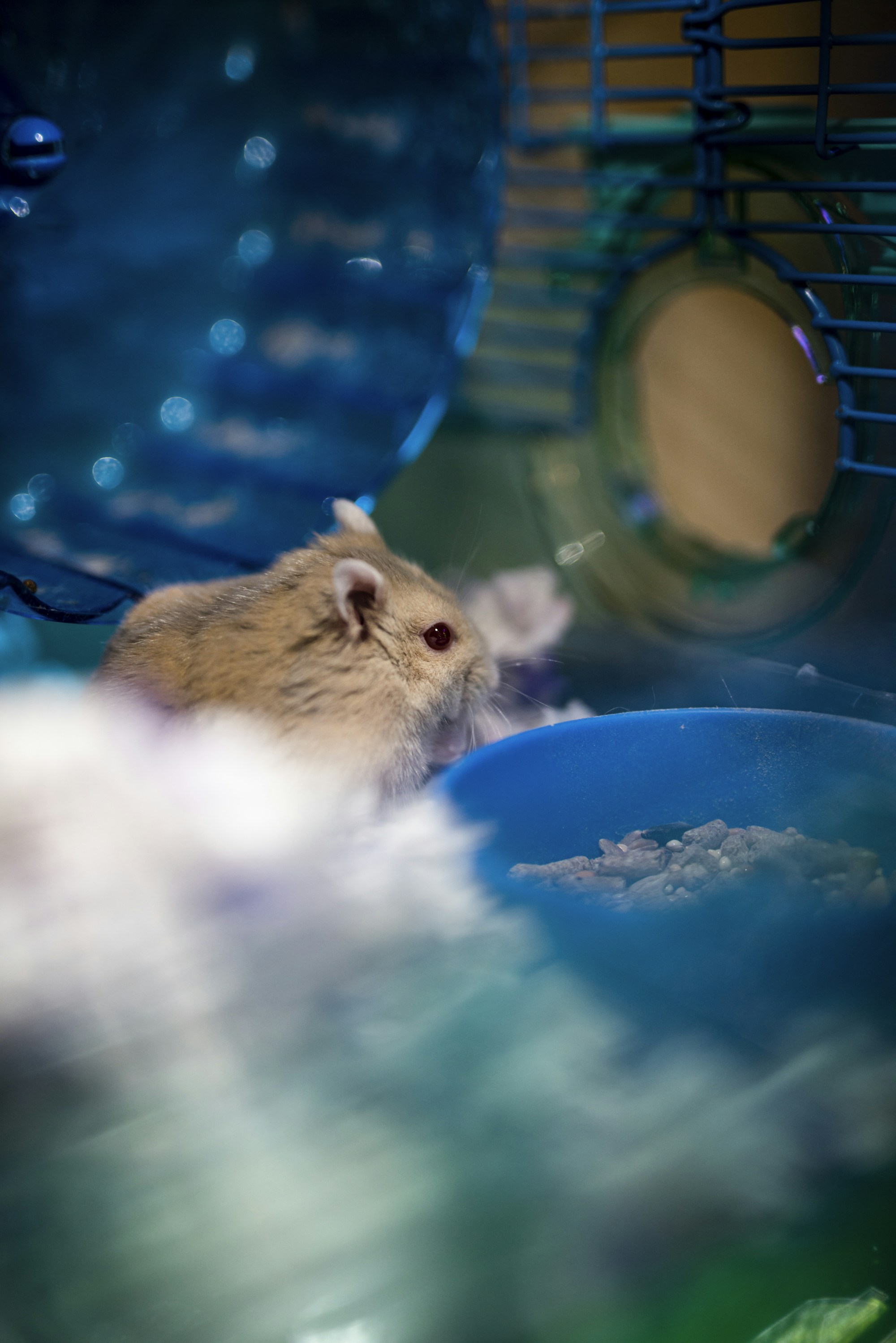 Hamster vs Guinea Pig: Space, Cost and Cuddles Compared