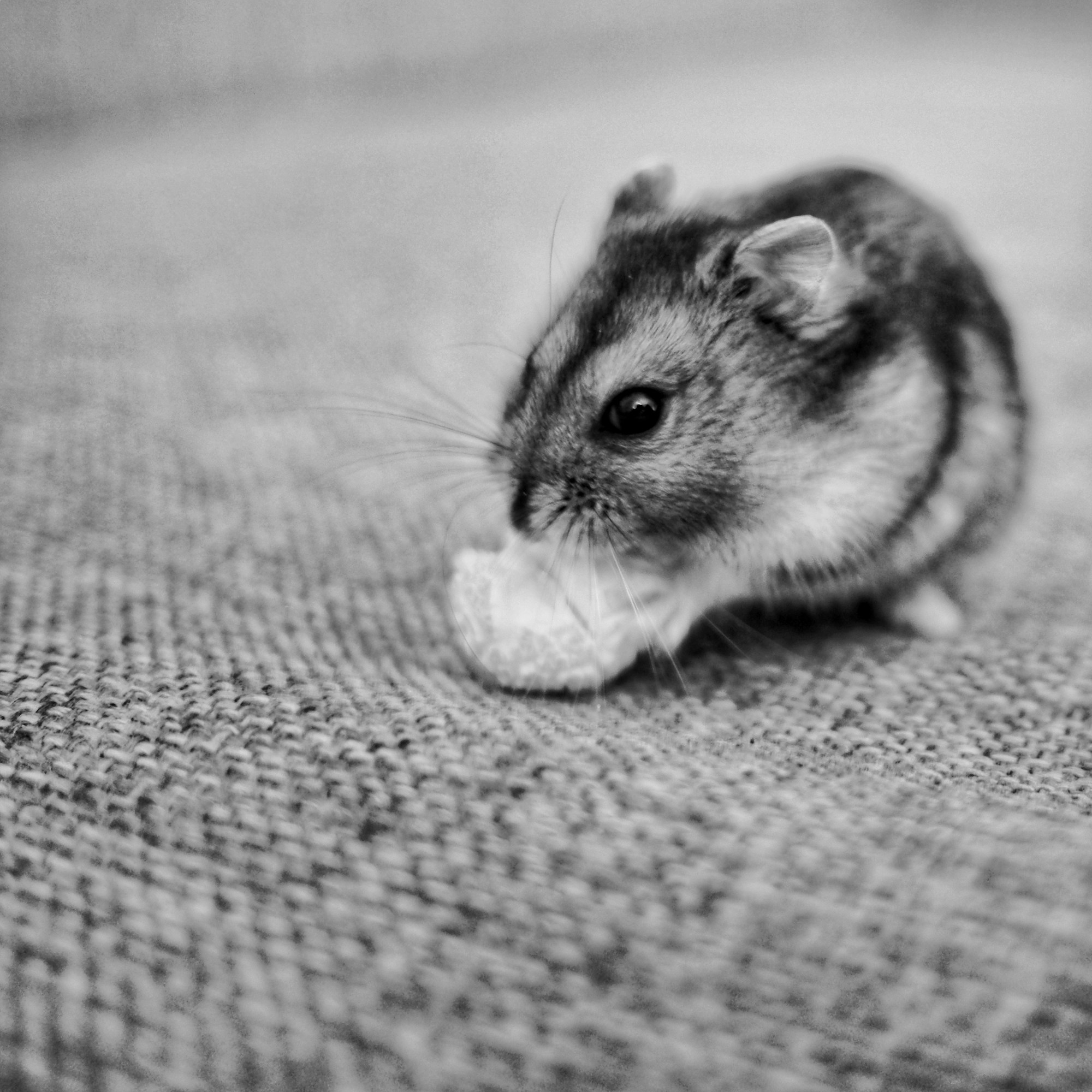 Hamster Chew Toys: What Is Safe to Gnaw and What to Skip